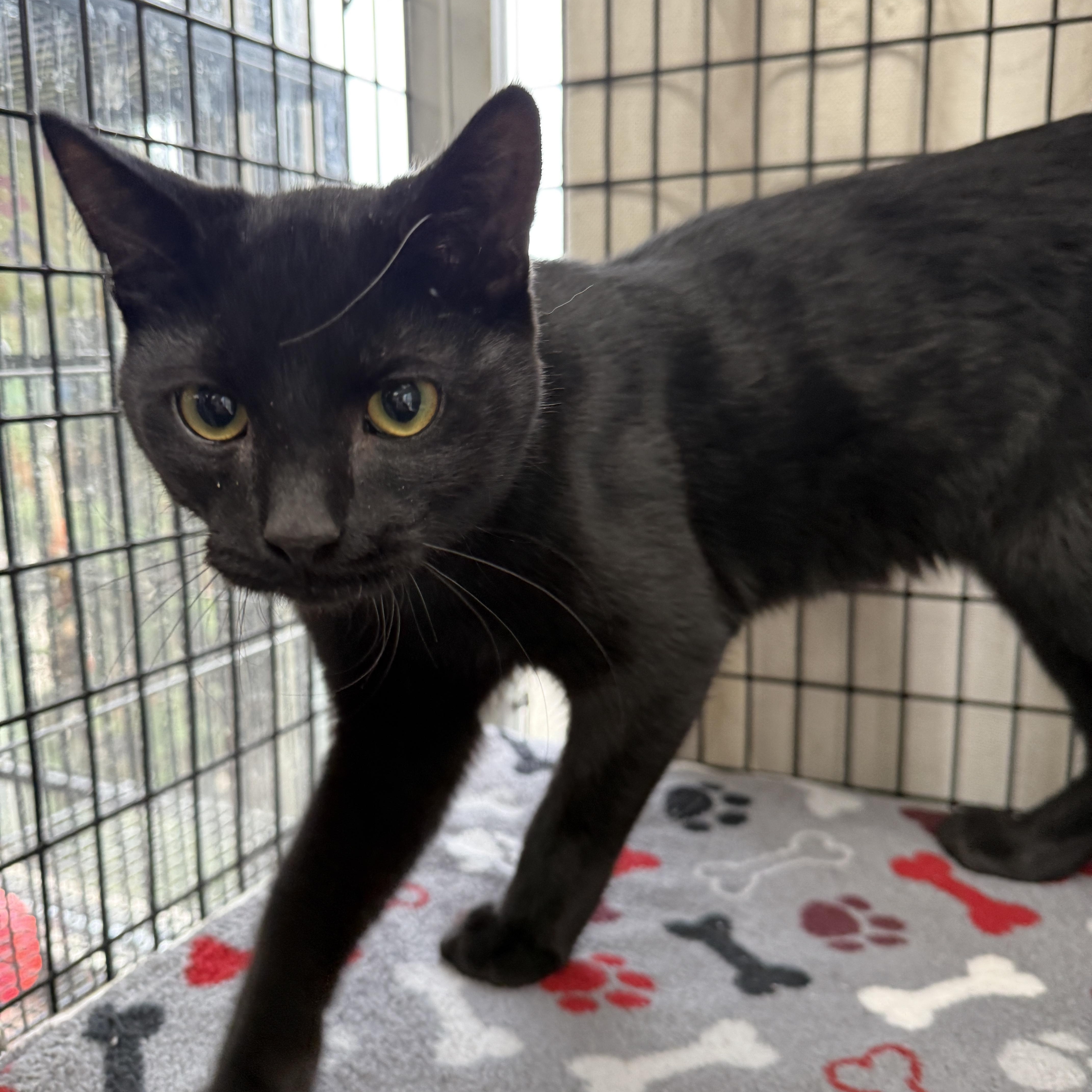 Kip, Adoptable, Young Male Domestic Short Hair.