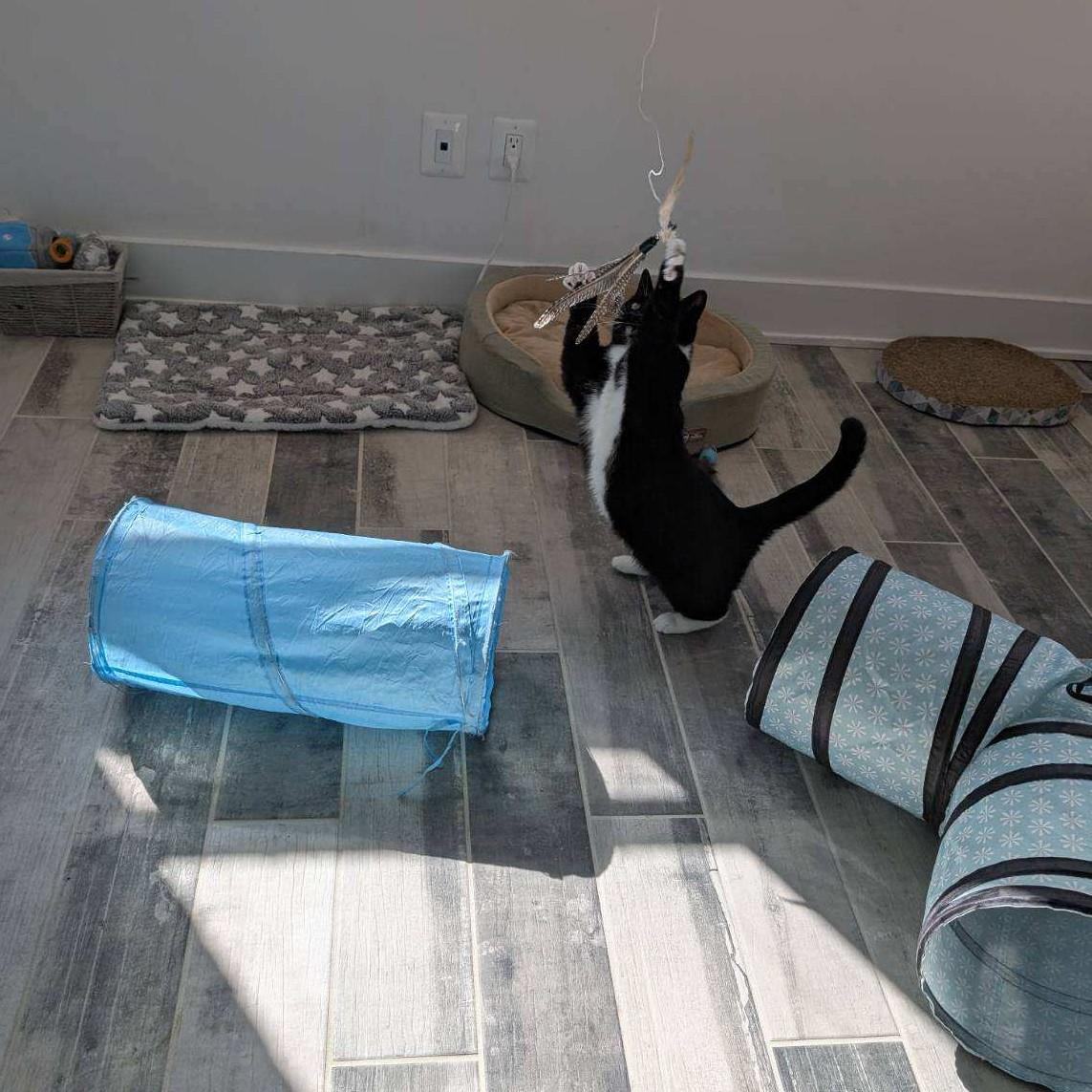 Dandelion, a Adoptable Domestic Short Hair in Leesburg, VA image 4/4