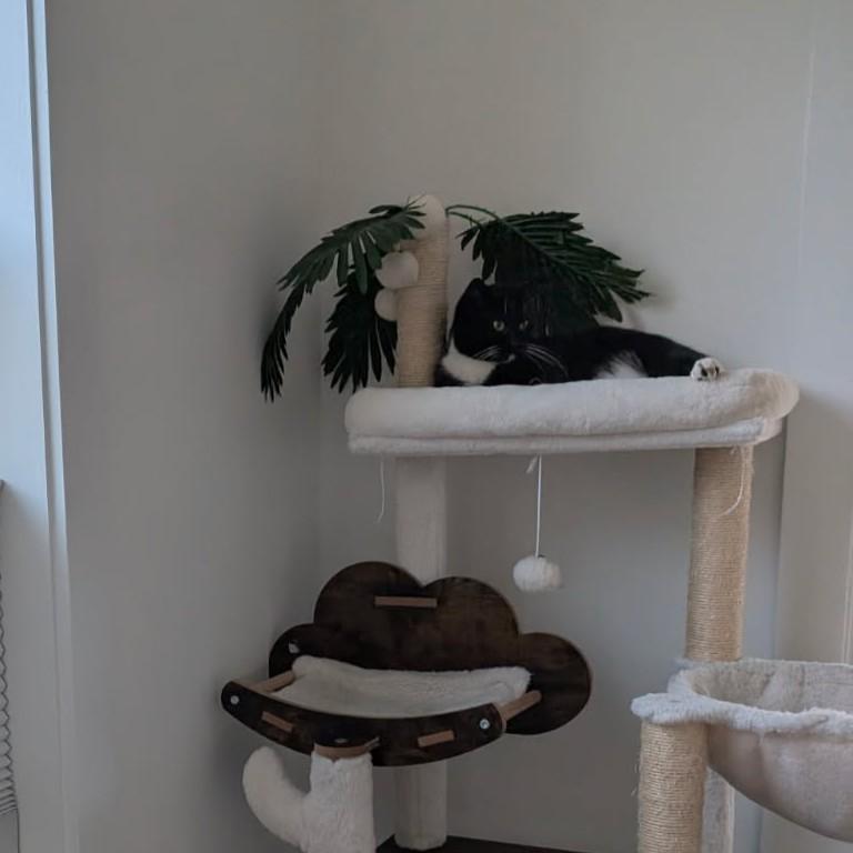 Dandelion, a Adoptable Domestic Short Hair in Leesburg, VA image 3/4