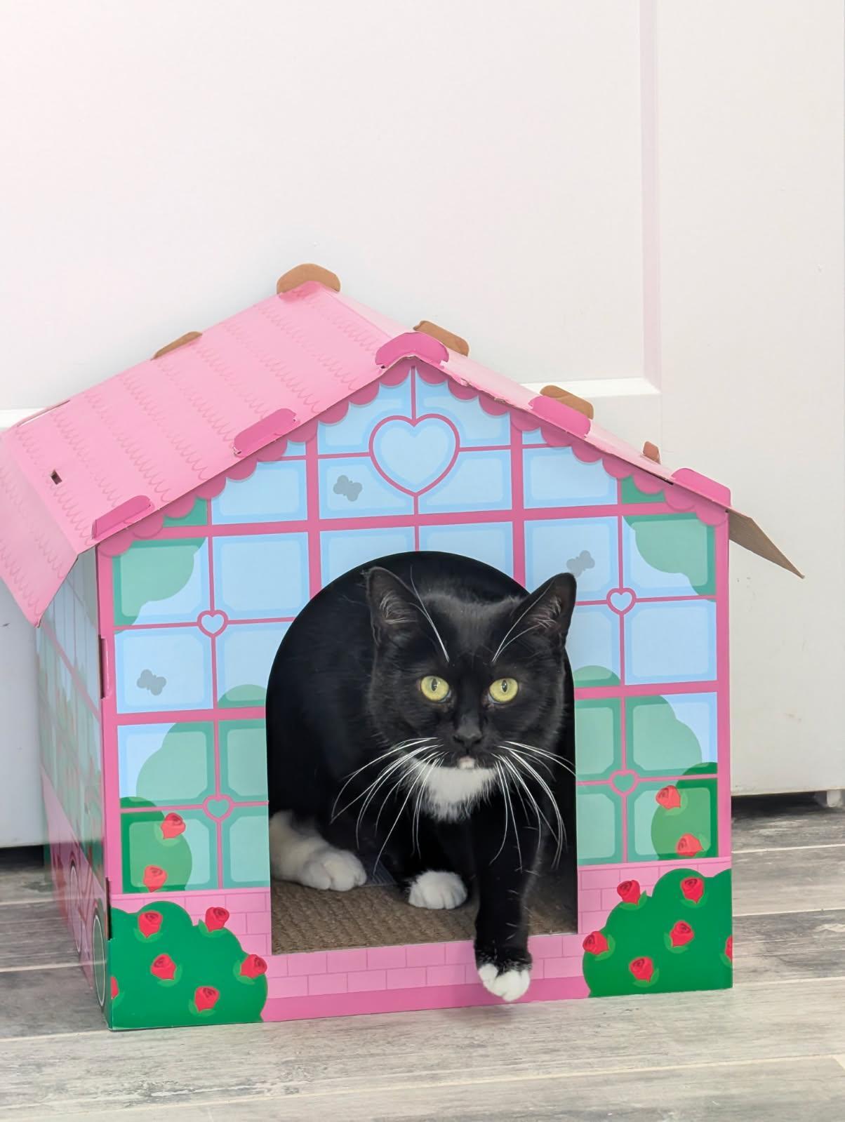 Dandelion, Adoptable, Adult Female Domestic Short Hair.