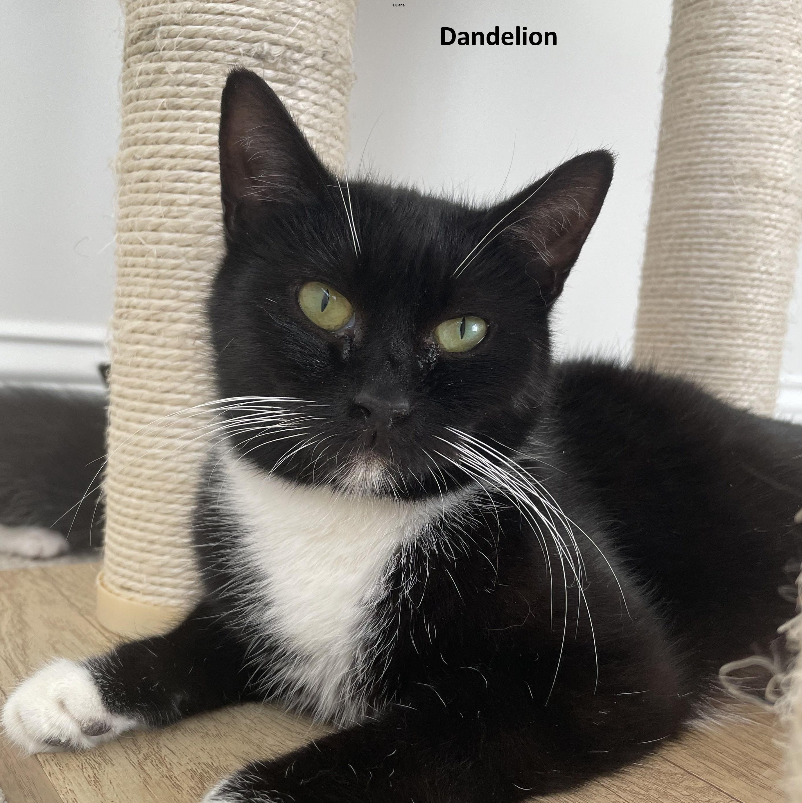 Dandelion, Adoptable, Adult Female Domestic Short Hair.