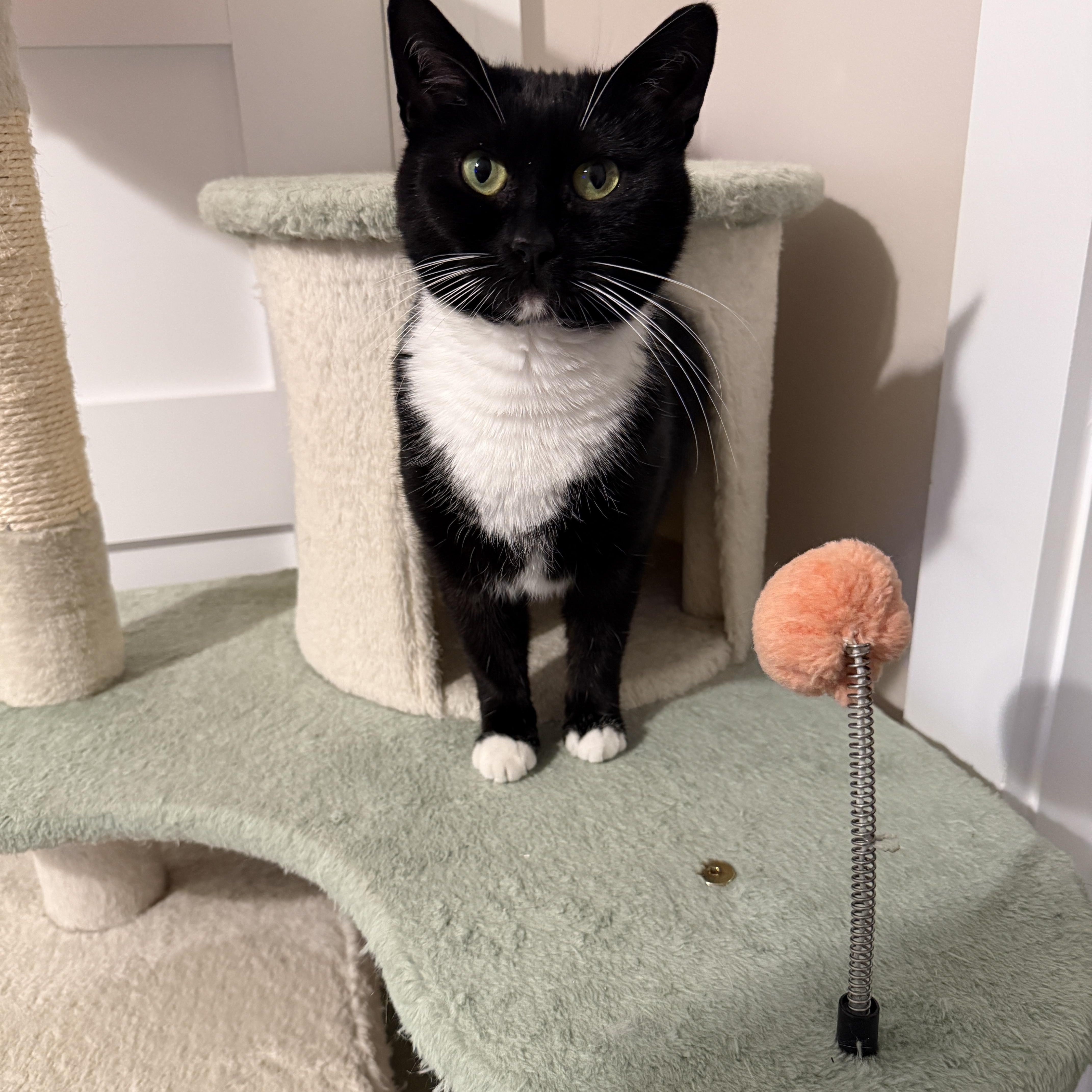 Enlarge Dandelion, an adopted Domestic Short Hair in Leesburg, VA image 4/6