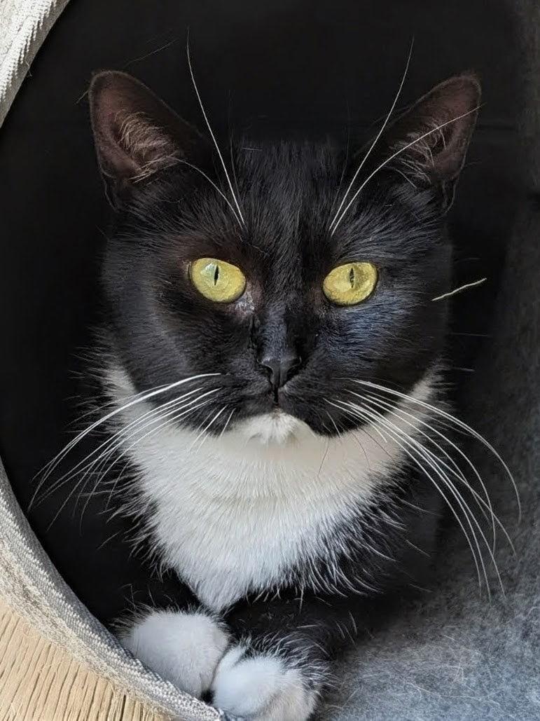 Dandelion, Adoptable, Adult Female Domestic Short Hair.