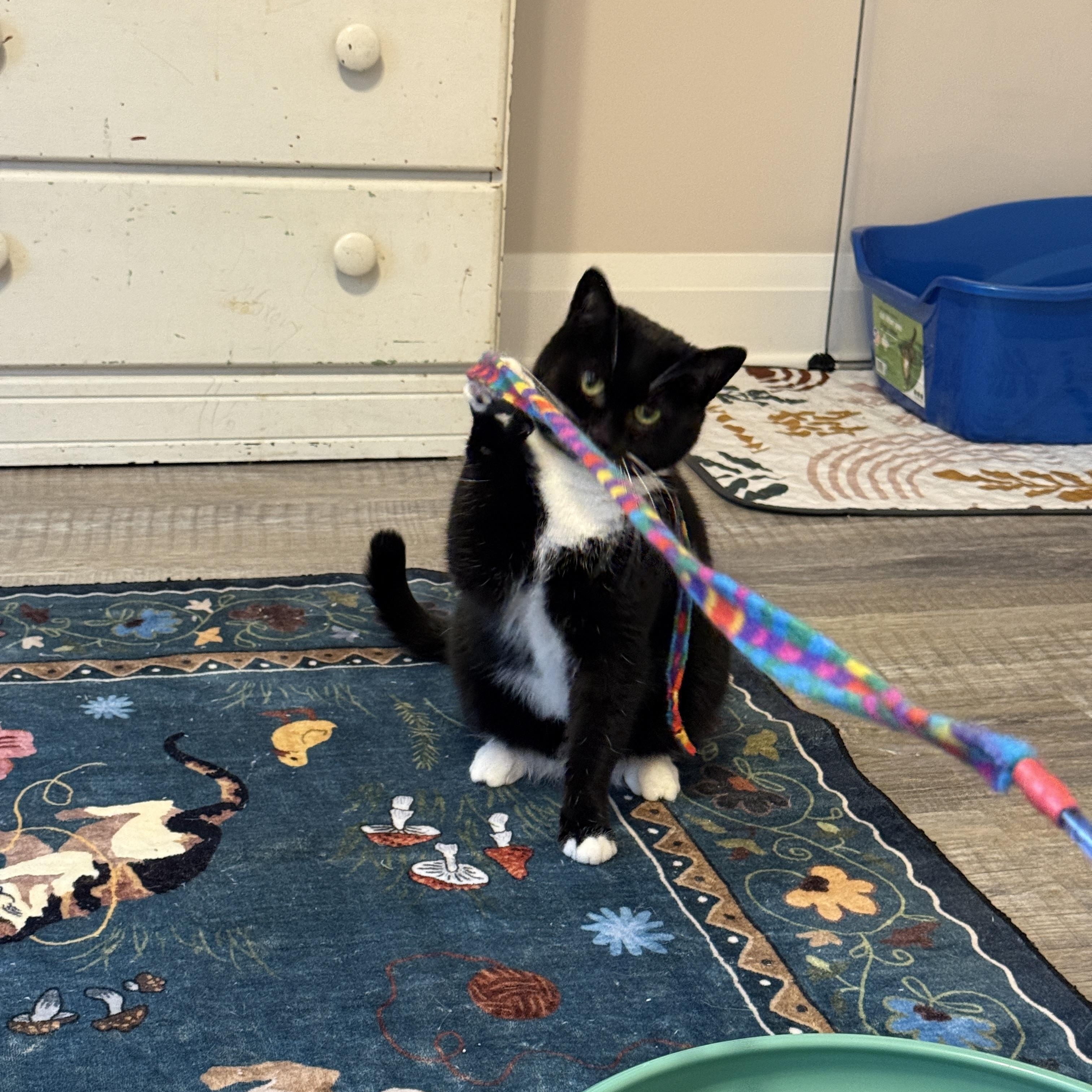 Enlarge Dandelion, an adopted Domestic Short Hair in Leesburg, VA image 6/6