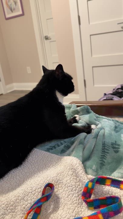 Enlarge Dandelion, an adopted Domestic Short Hair in Leesburg, VA video 5/6