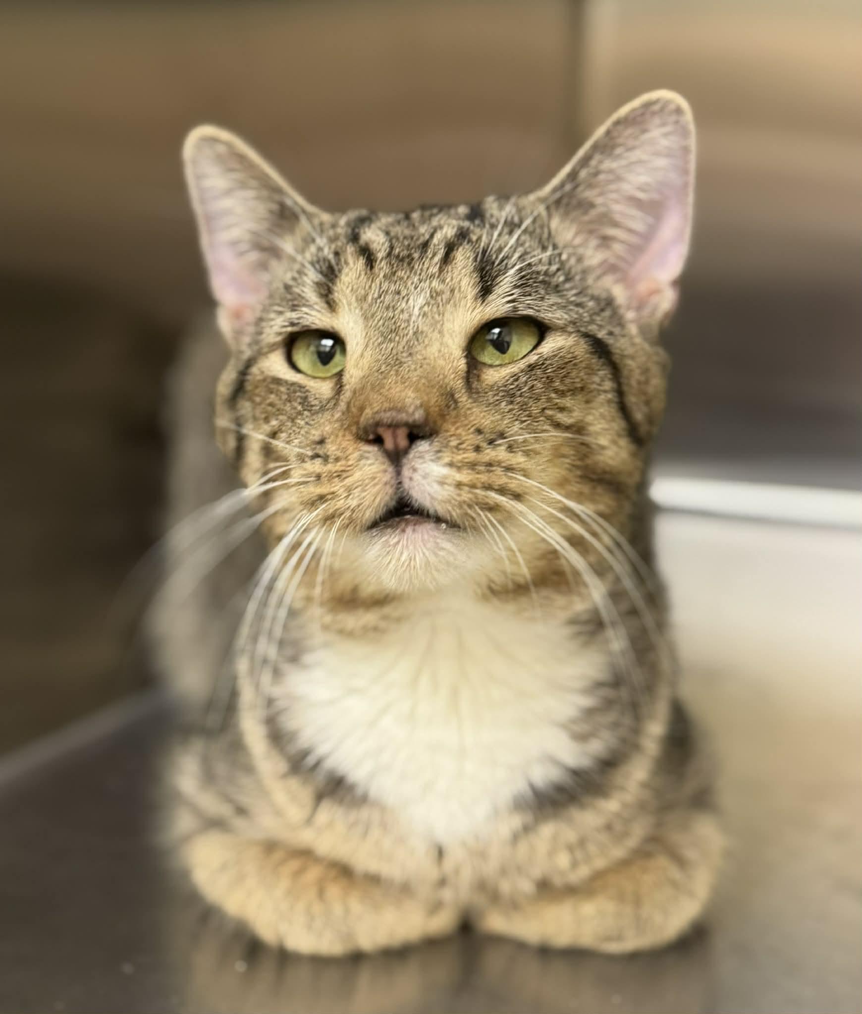 Enlarge COSMO, a ADOPTABLE Domestic Short Hair in Manassas, VA image 1/2
