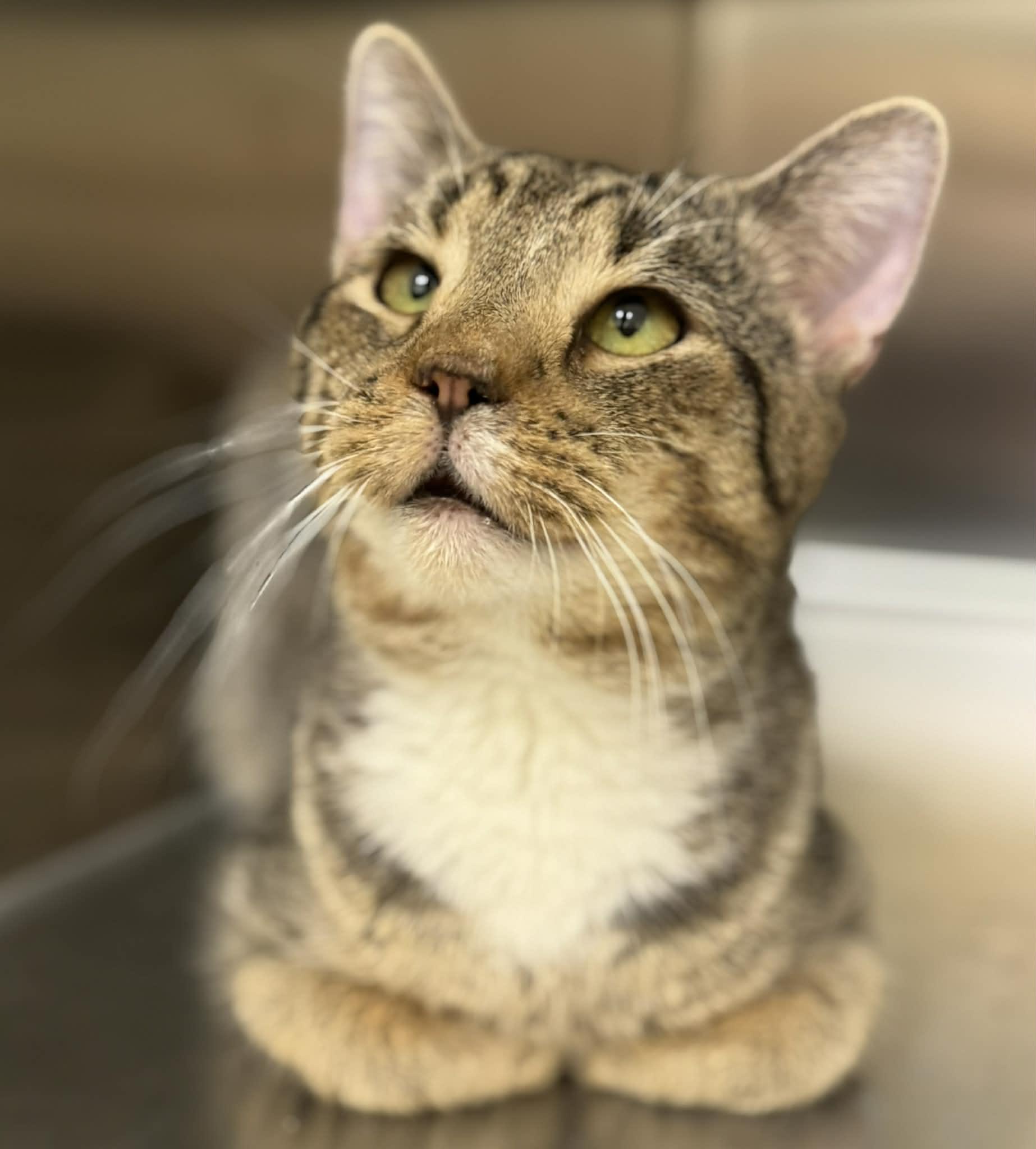Enlarge COSMO, a ADOPTABLE Domestic Short Hair in Manassas, VA image 2/2