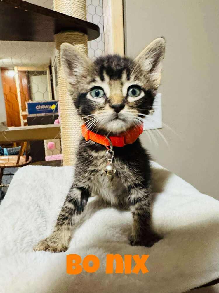 Bo Nix, a Adoptable Domestic Short Hair in Lincoln, NE image 1/6