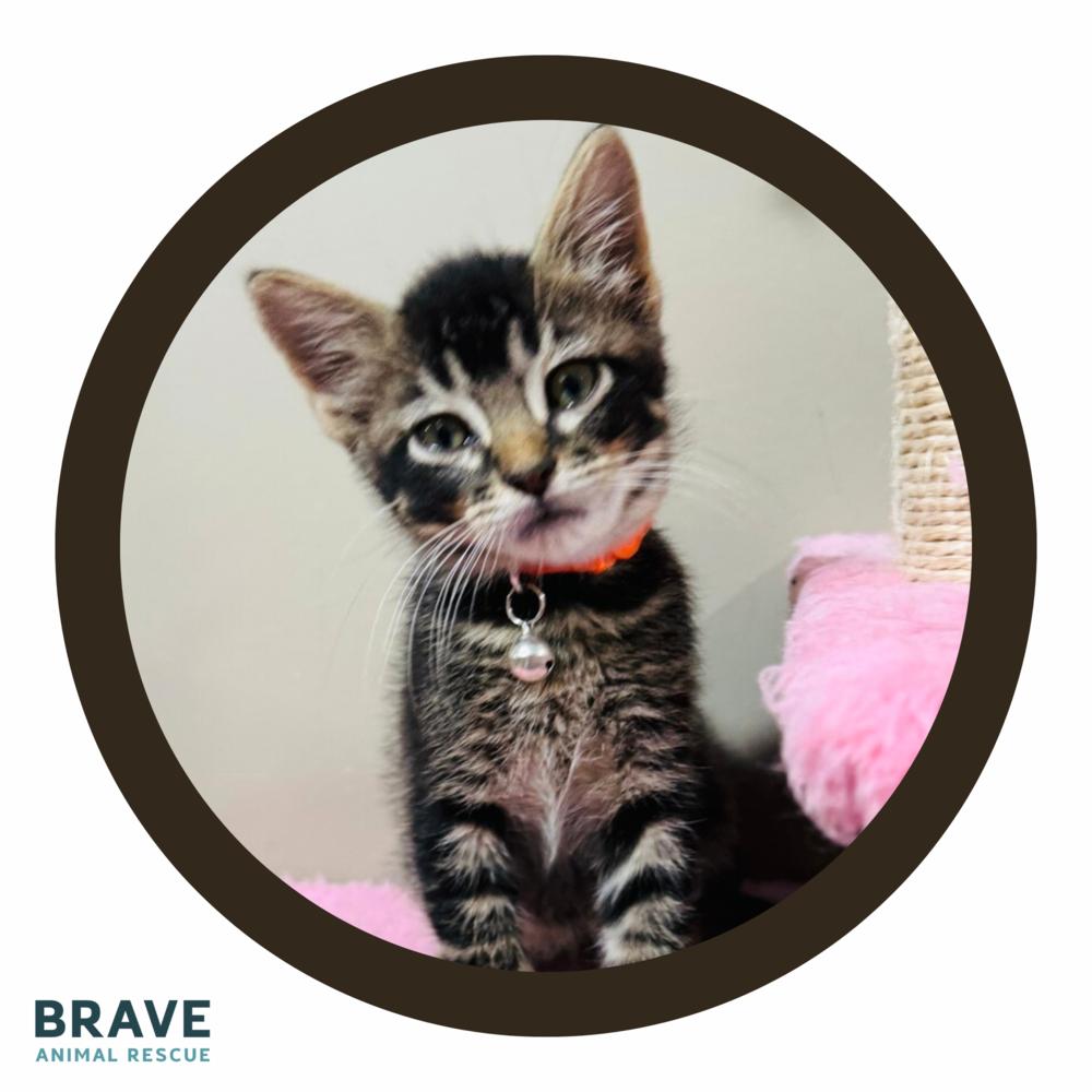 Bo Nix, a Adoptable Domestic Short Hair in Lincoln, NE image 2/6