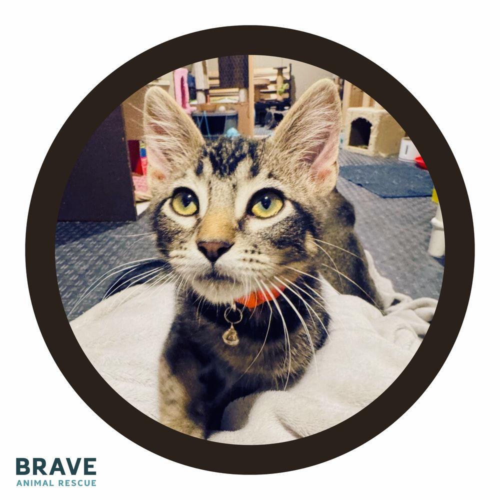 Bo Nix, a Adoptable Domestic Short Hair in Lincoln, NE image 3/6