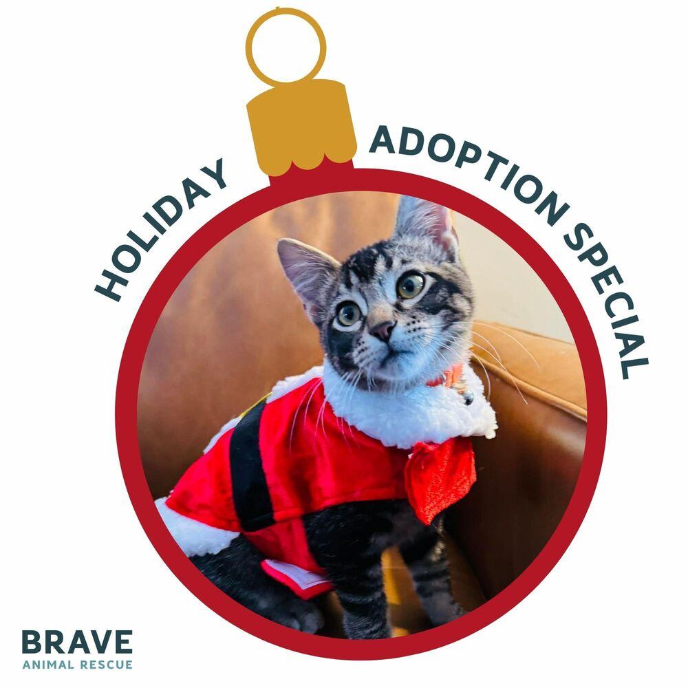 Bo Nix, a Adoptable Domestic Short Hair in Lincoln, NE image 4/6