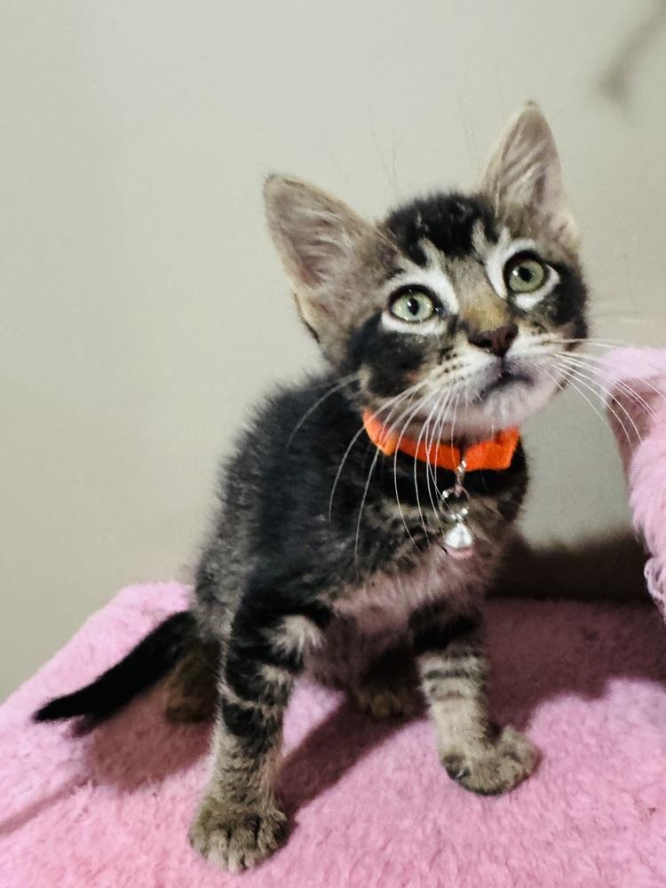 Bo Nix, a Adoptable Domestic Short Hair in Lincoln, NE image 5/6