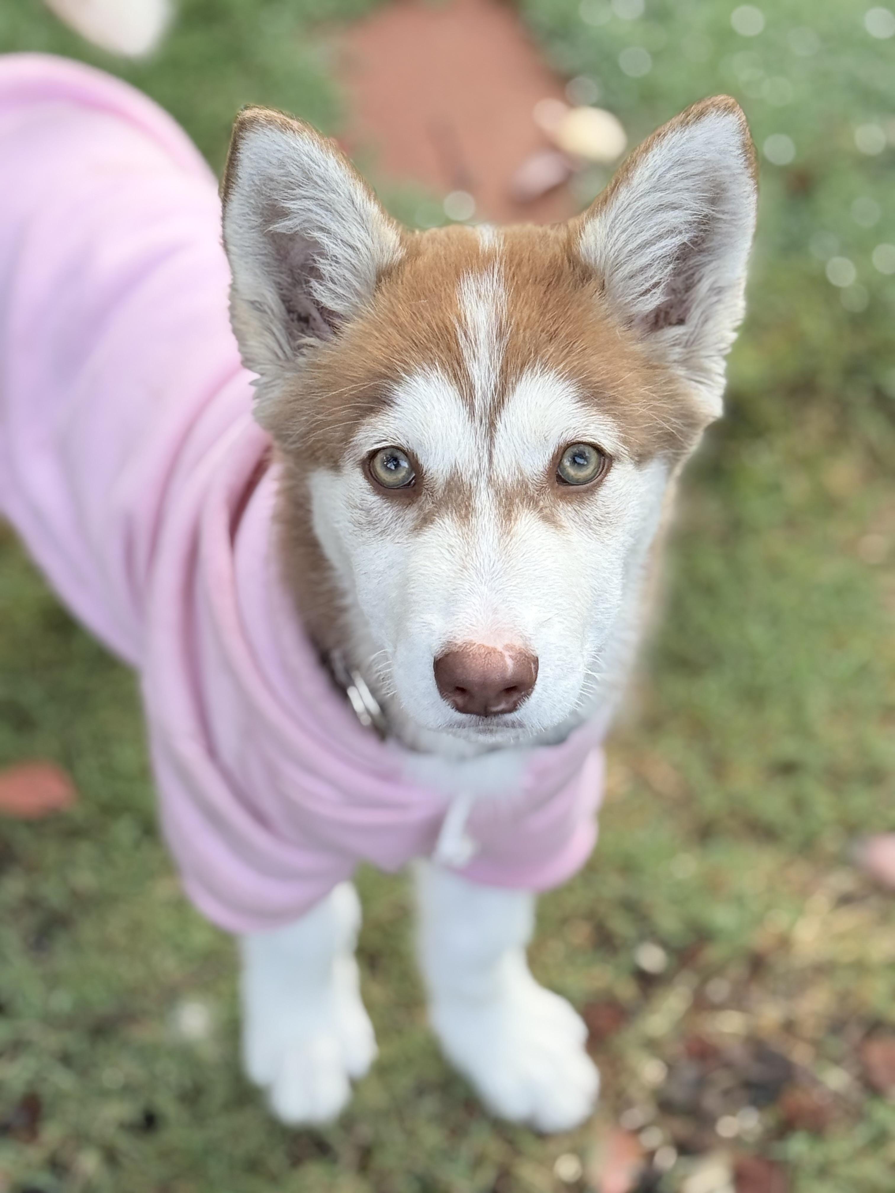 Enlarge Nala, an adopted Siberian Husky in San Rafael, CA image 3/6