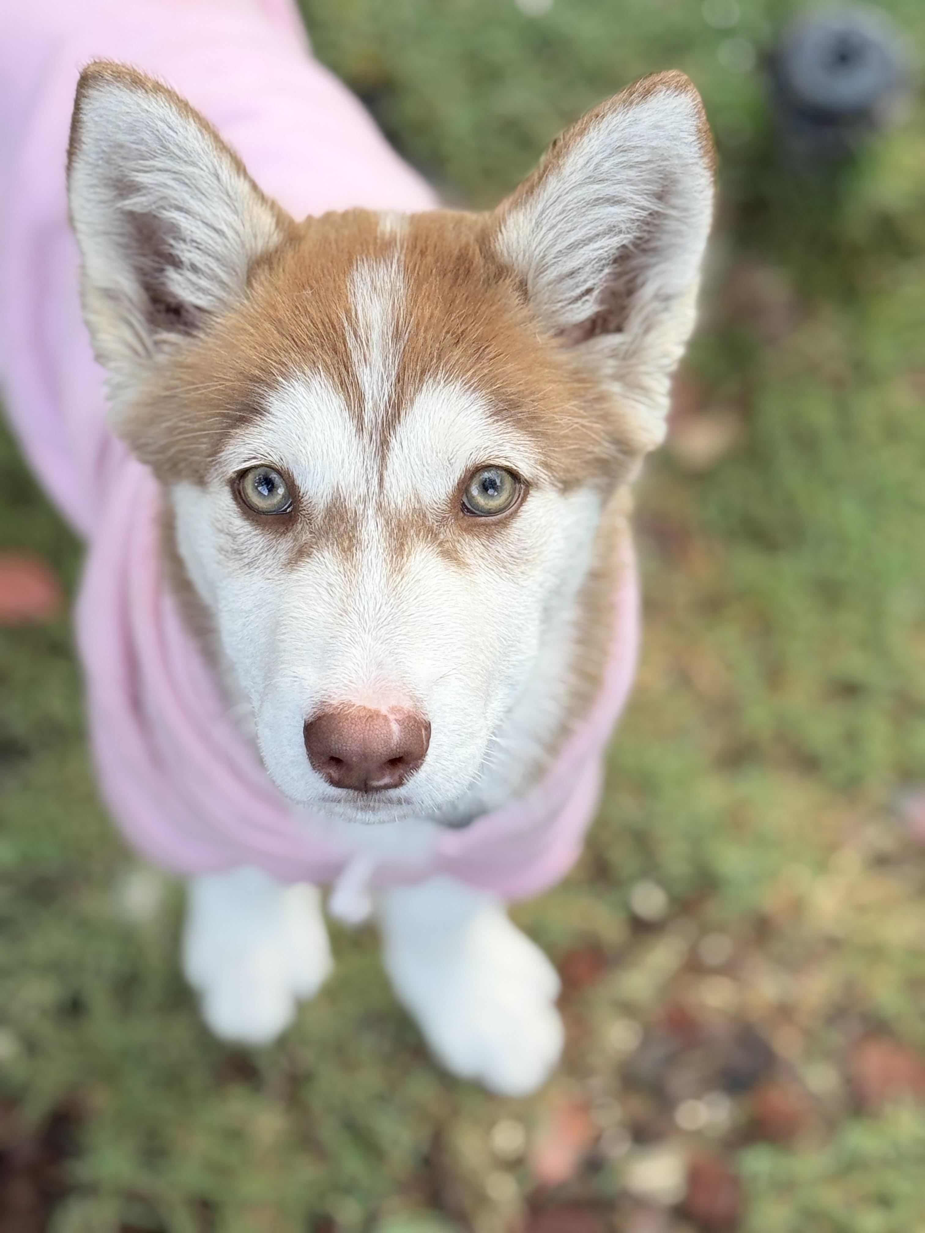 Enlarge Nala, an adopted Siberian Husky in San Rafael, CA image 6/6