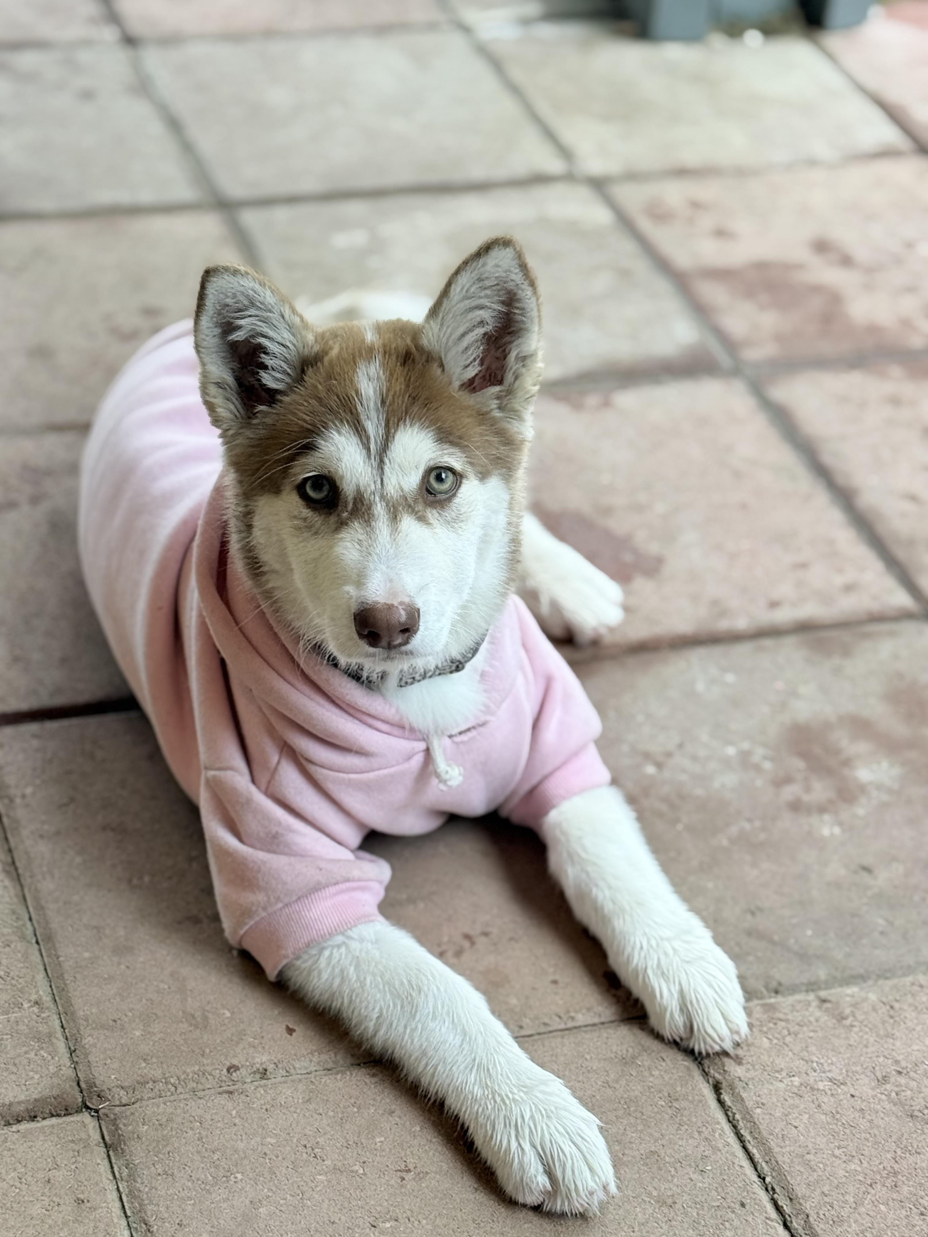 Enlarge Nala, an adopted Siberian Husky in San Rafael, CA image 1/6