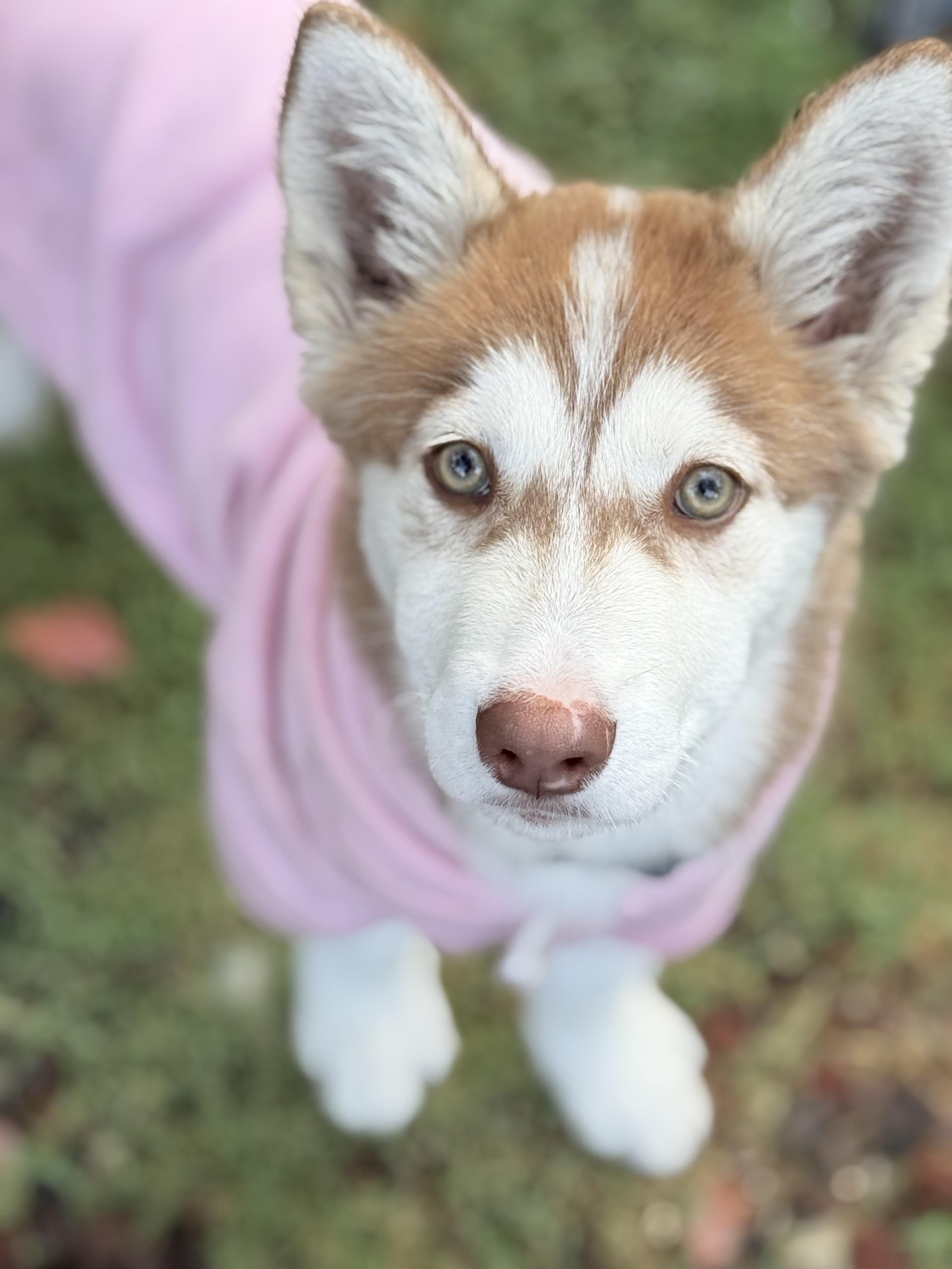 Enlarge Nala, an adopted Siberian Husky in San Rafael, CA image 4/6