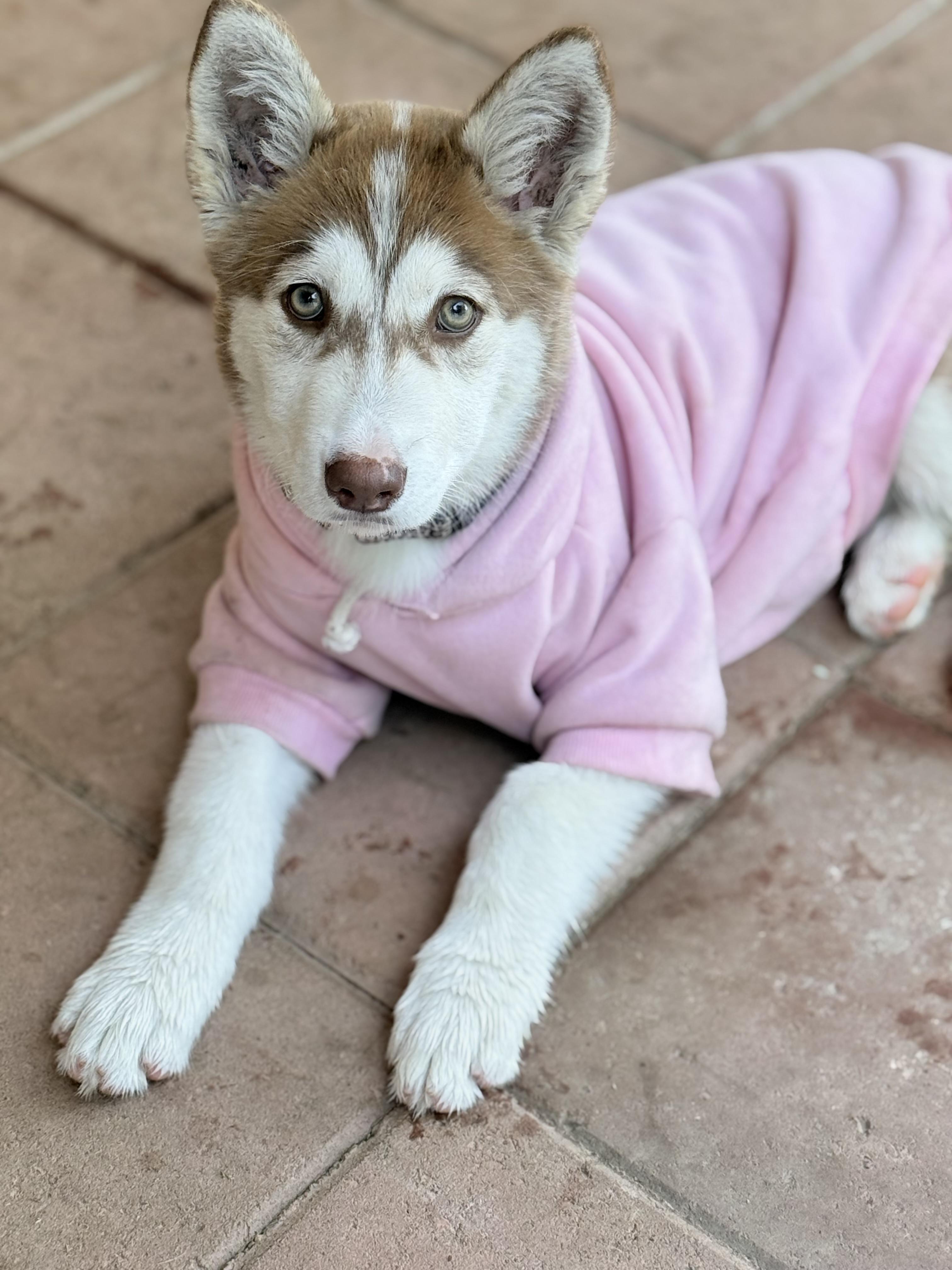 Enlarge Nala, an adopted Siberian Husky in San Rafael, CA image 5/6