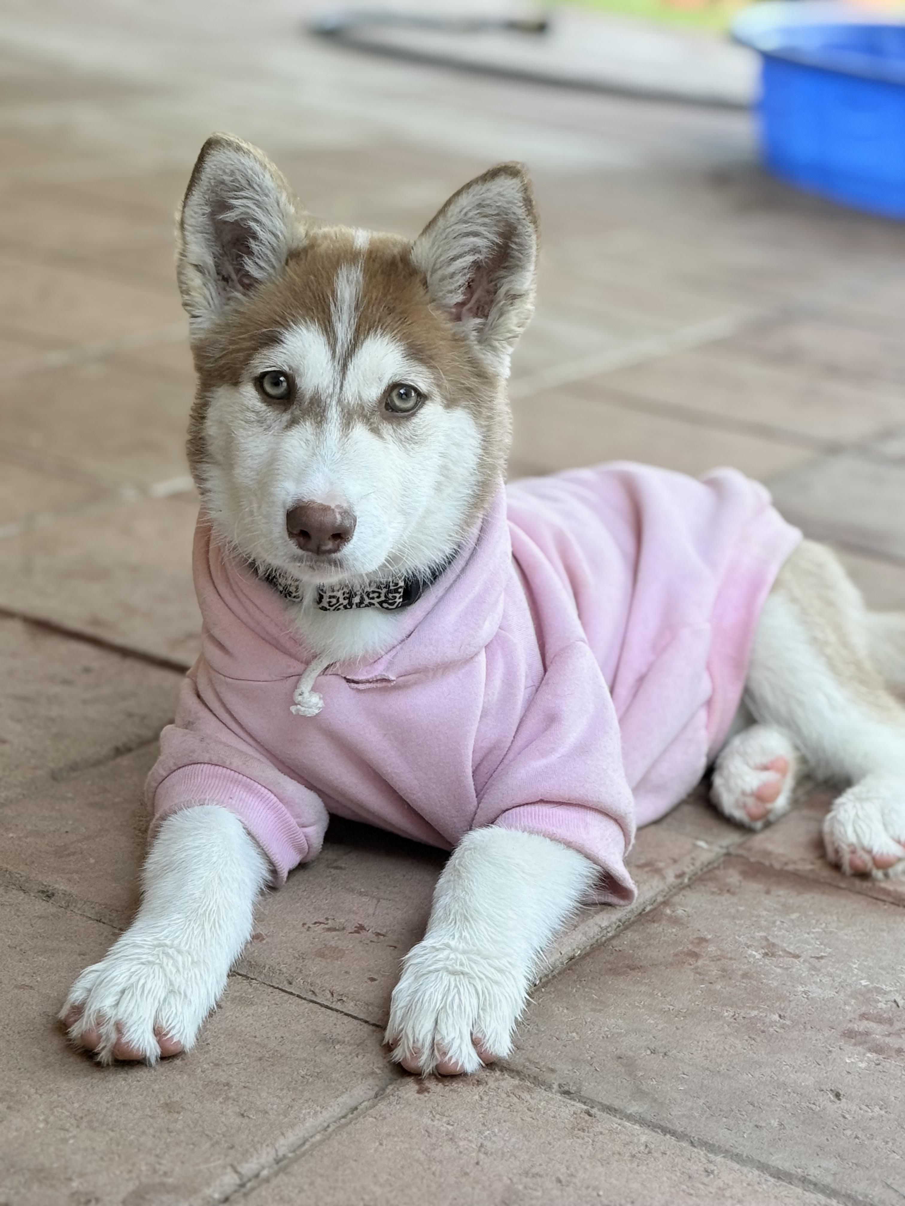 Enlarge Nala, an adopted Siberian Husky in San Rafael, CA image 2/6