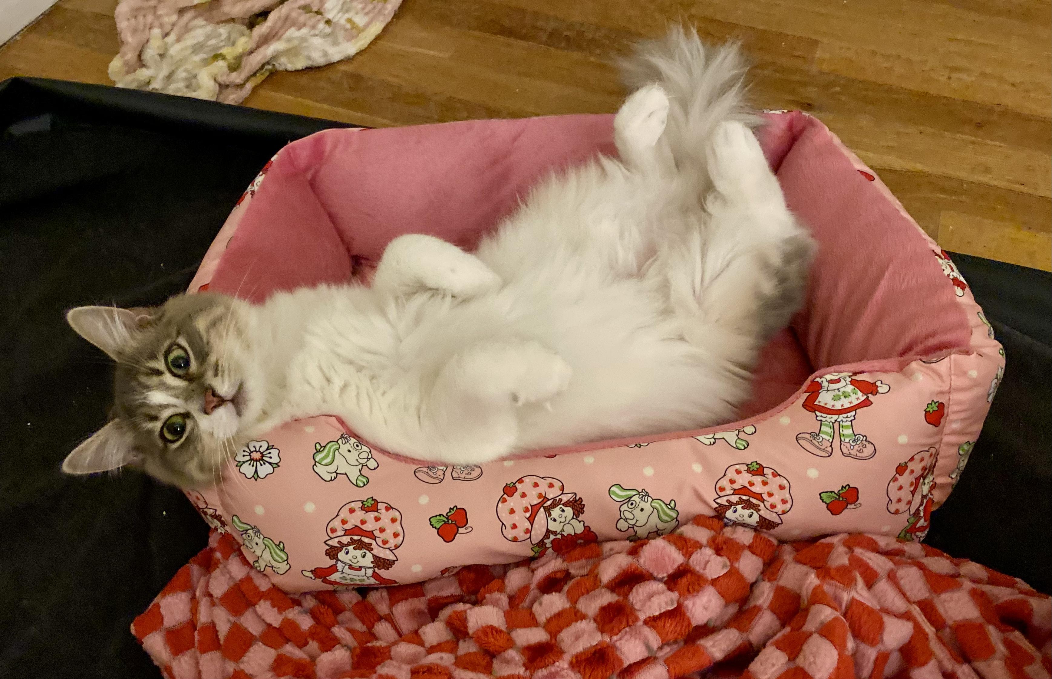 Enlarge Waffle, an adopted Domestic Medium Hair in Allentown, NJ image 4/6