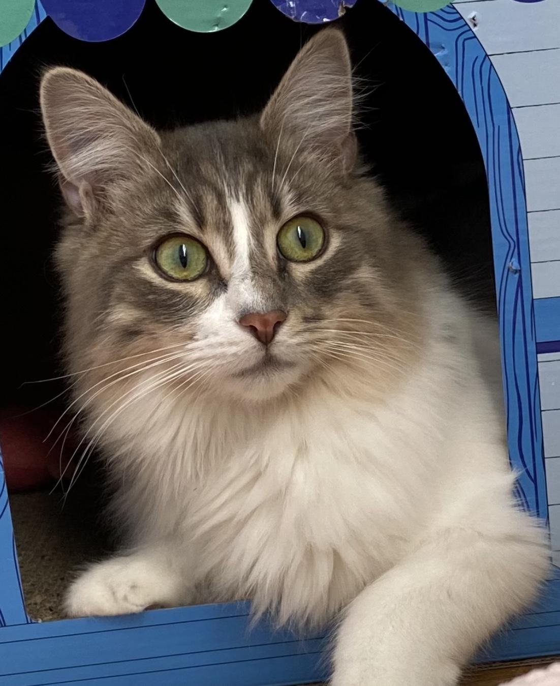 Enlarge Waffle, an adopted Domestic Medium Hair in Allentown, NJ image 1/6