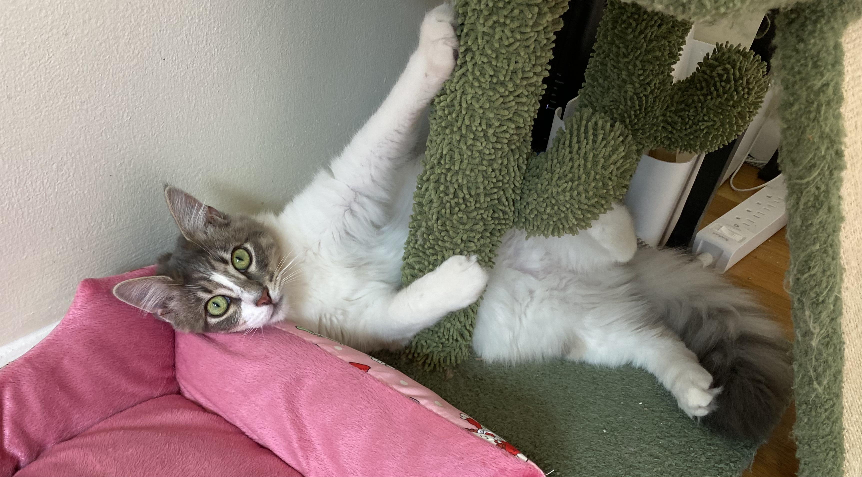 Enlarge Waffle, an adopted Domestic Medium Hair in Allentown, NJ image 2/6