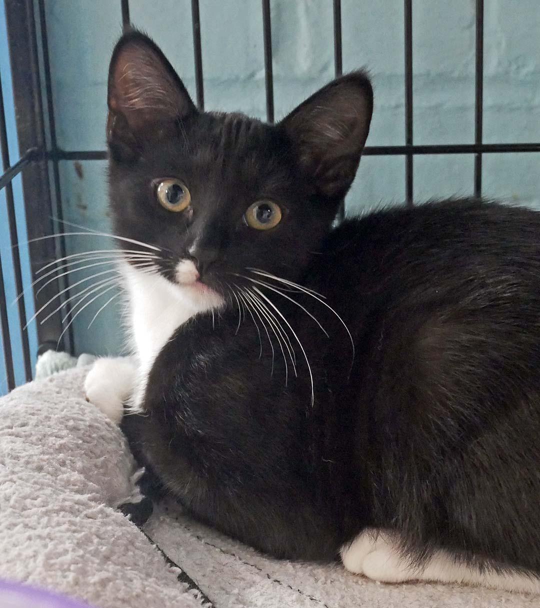 Enlarge Baymax, a ADOPTABLE Tuxedo in Bloomingdale, NJ image 3/3