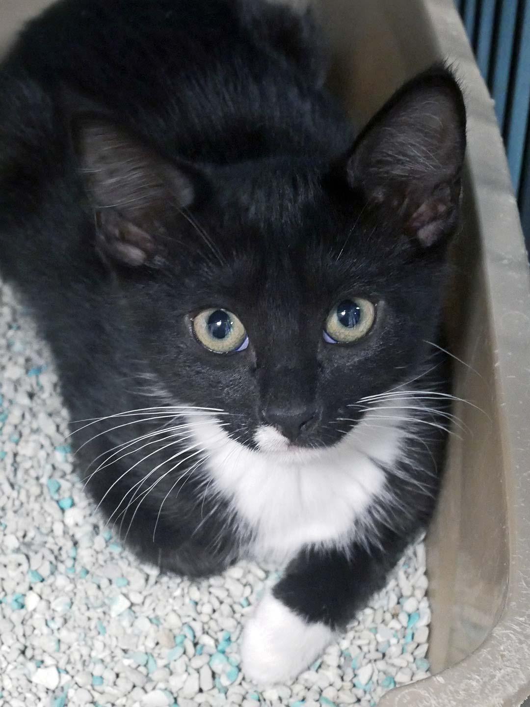 Baymax, ADOPTABLE, Kitten Male Tuxedo.