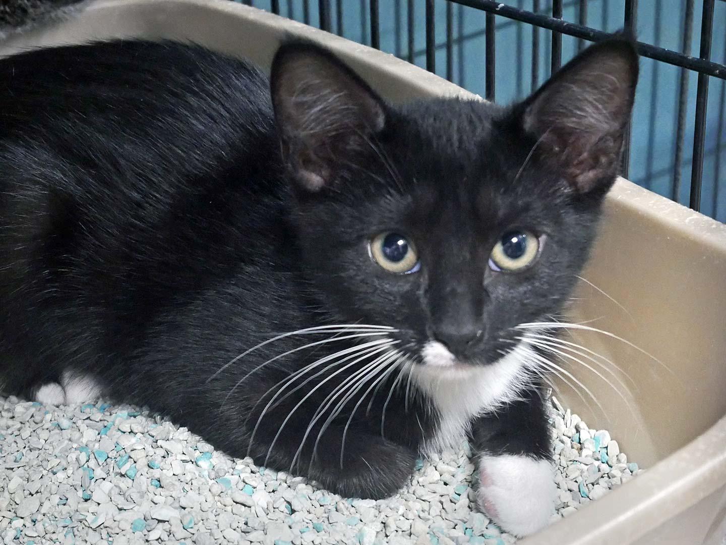 Enlarge Baymax, a ADOPTABLE Tuxedo in Bloomingdale, NJ image 2/3