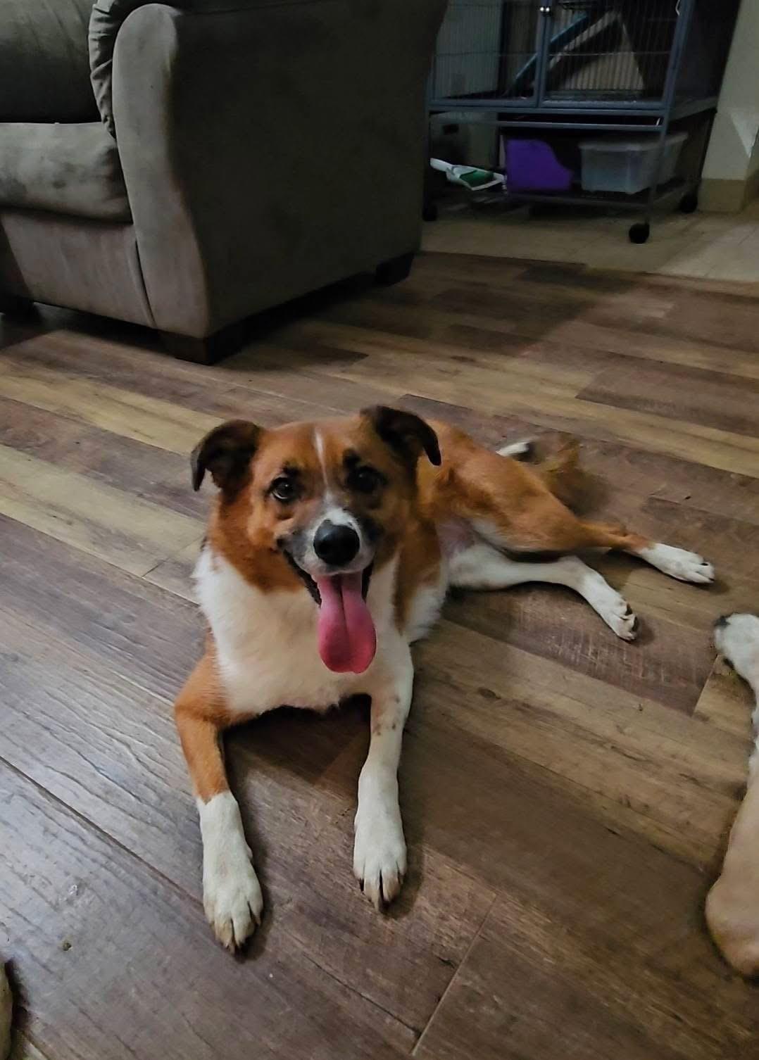 Enlarge Remi. ADOPT PENDING, a Adoptable Australian Shepherd in Union Grove, WI image 1/5