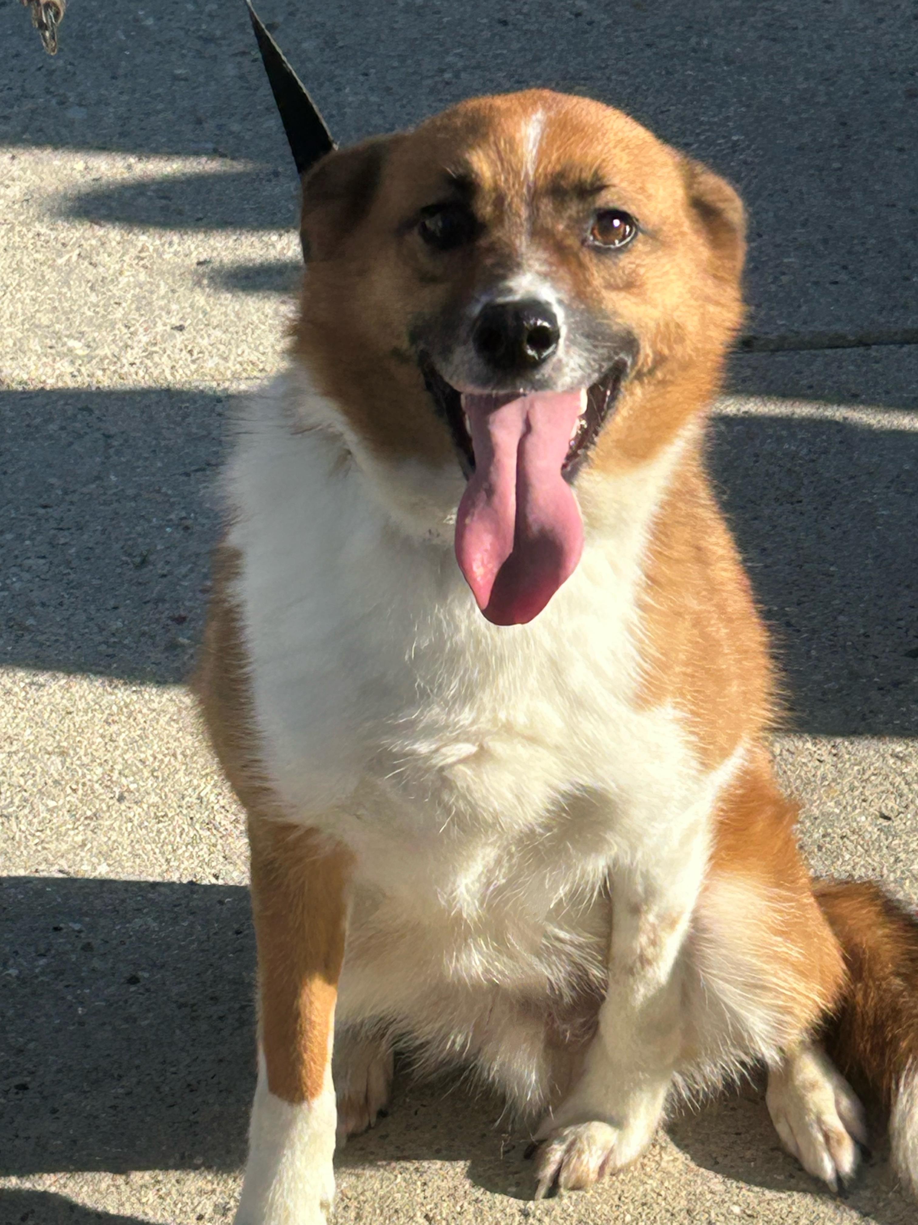 Remi, Adoptable, Young Male Australian Shepherd.