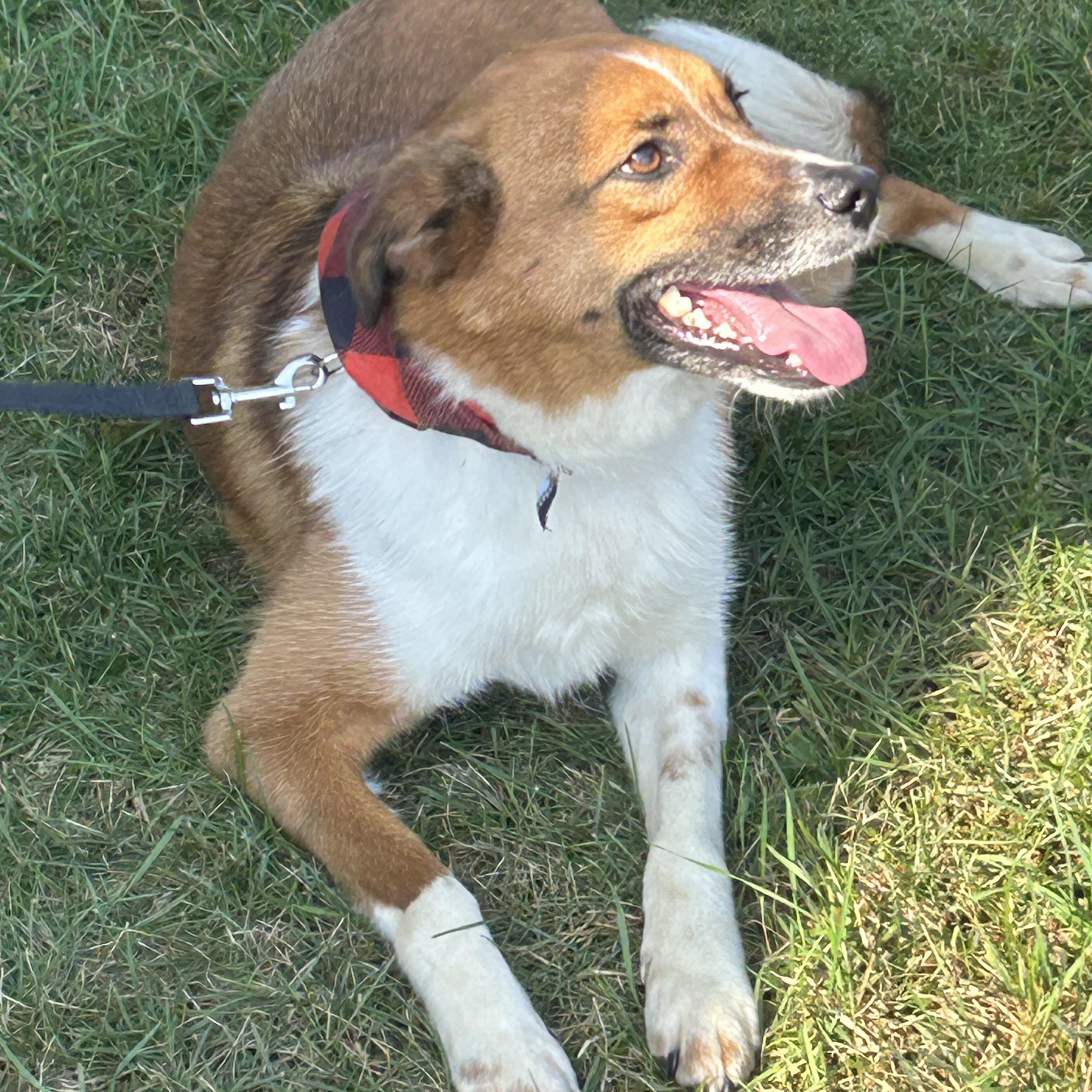 Remi, a Adoptable Australian Shepherd in Union Grove, WI image 3/4