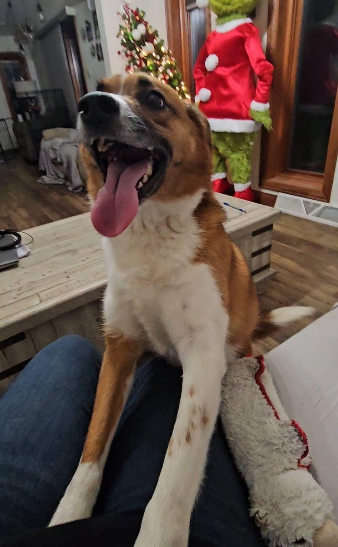 Enlarge Remi. ADOPT PENDING, a Adoptable Australian Shepherd in Union Grove, WI image 3/5