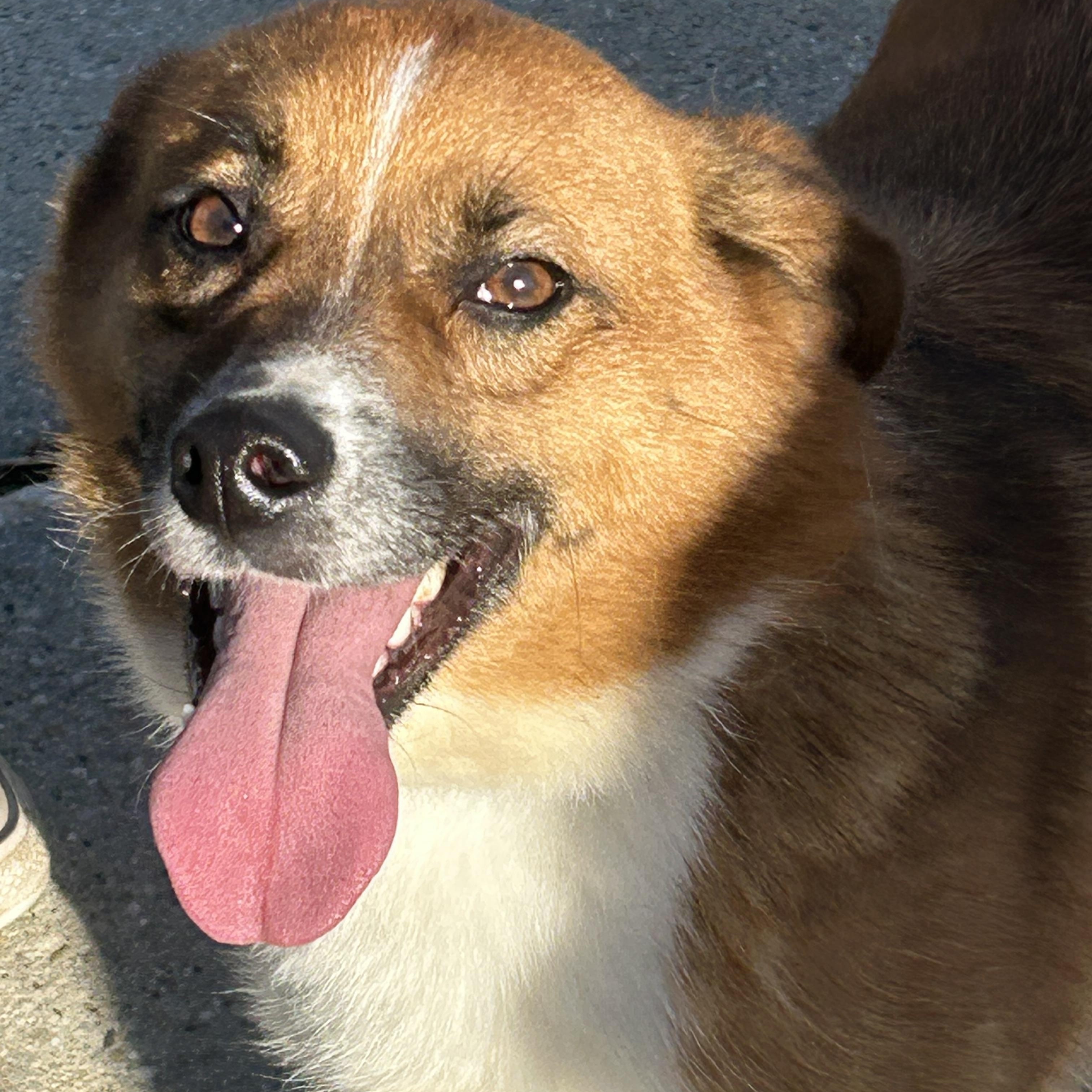 Remi, a Adoptable Australian Shepherd in Union Grove, WI image 2/4
