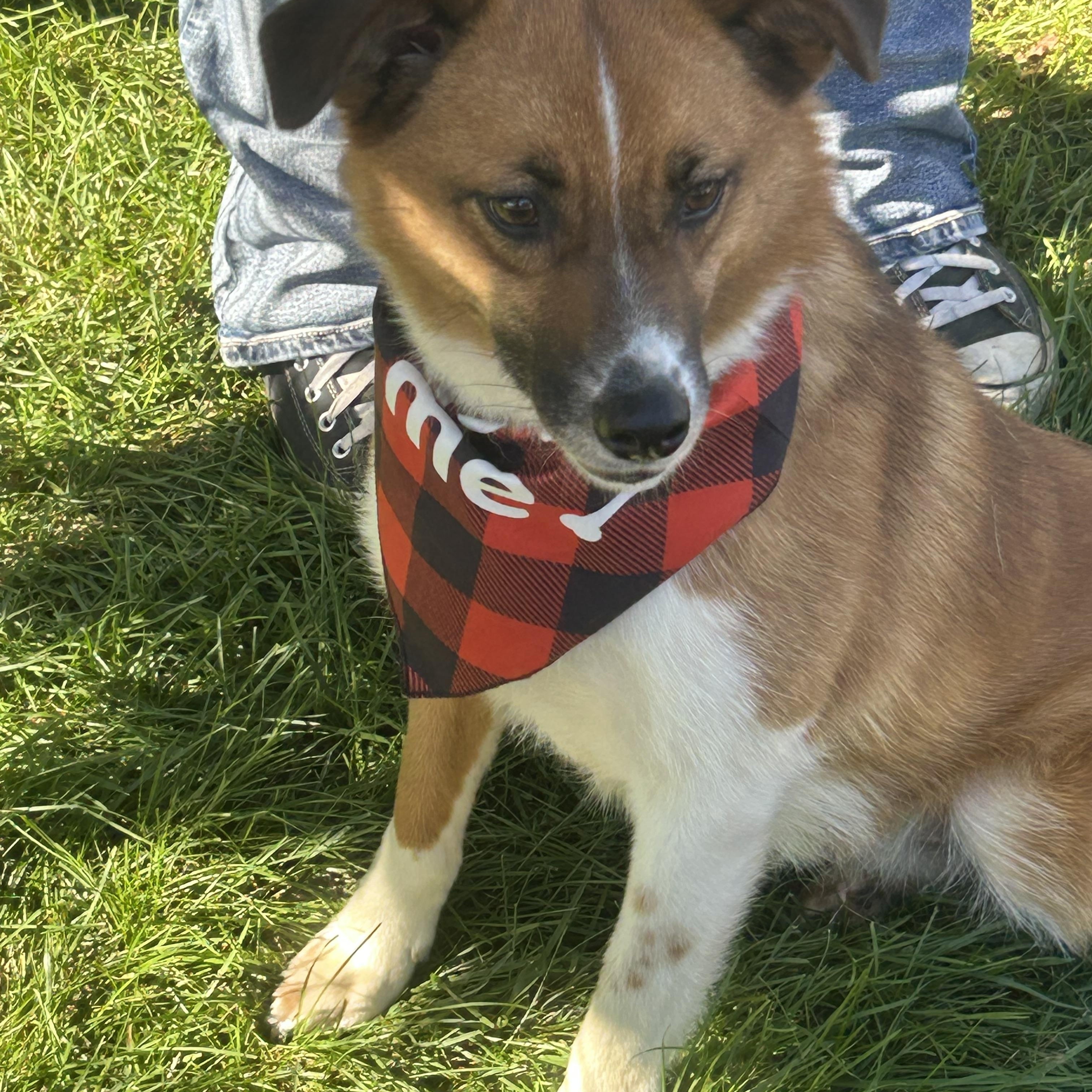 Remi, a Adoptable Australian Shepherd in Union Grove, WI image 4/4