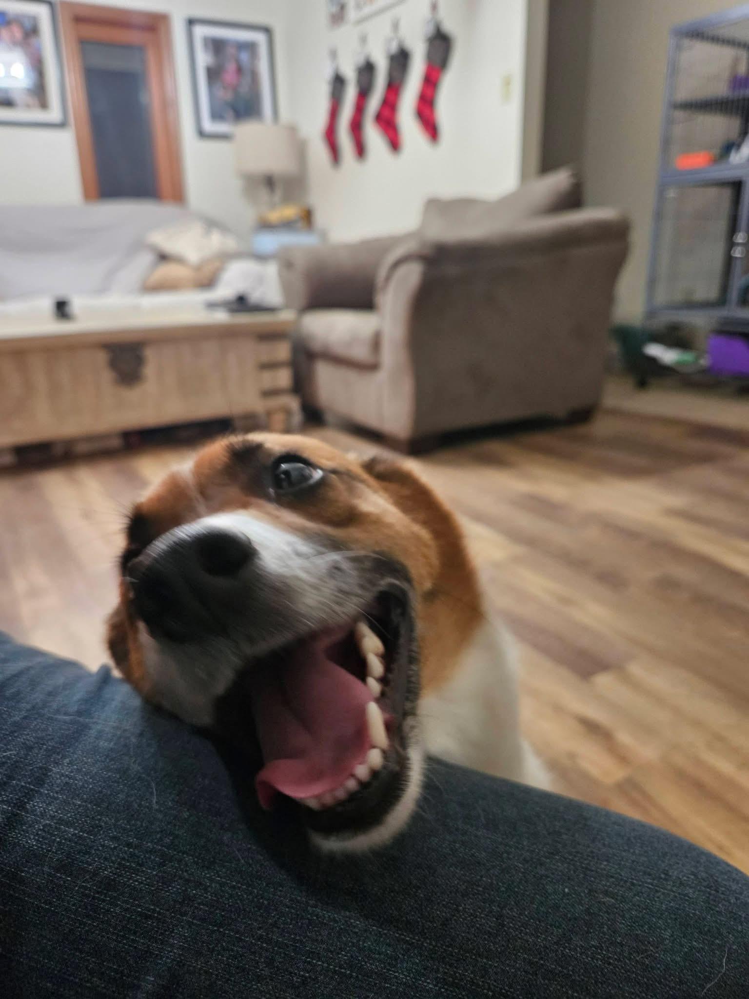 Enlarge Remi. ADOPT PENDING, a Adoptable Australian Shepherd in Union Grove, WI image 2/5