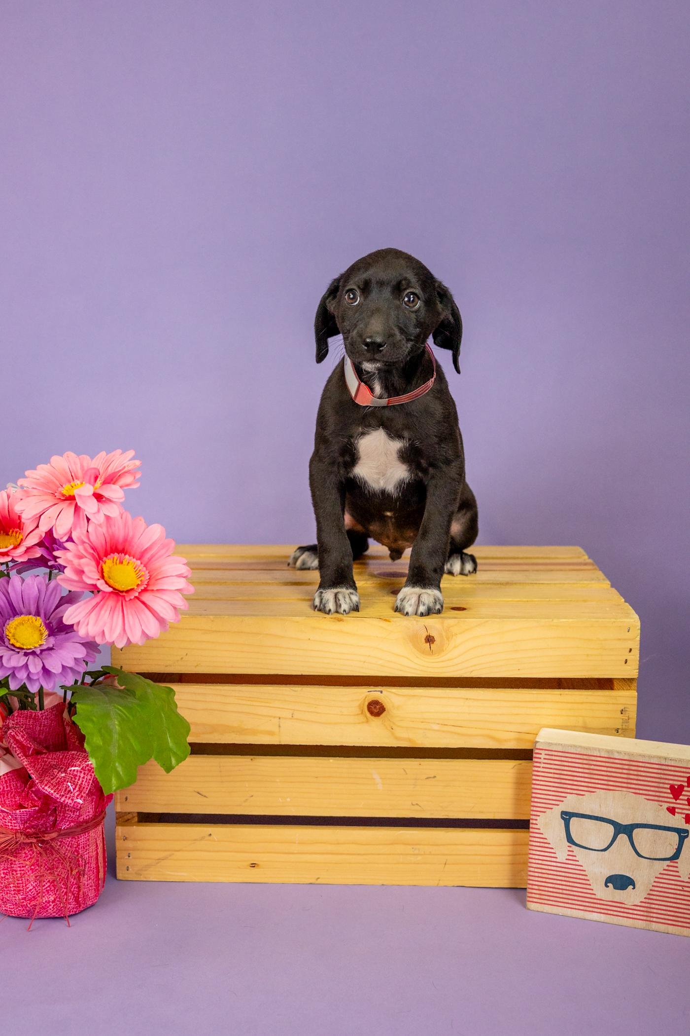 Enlarge 90-26, an adopted mixed breed in Brighton, CO image 1/1