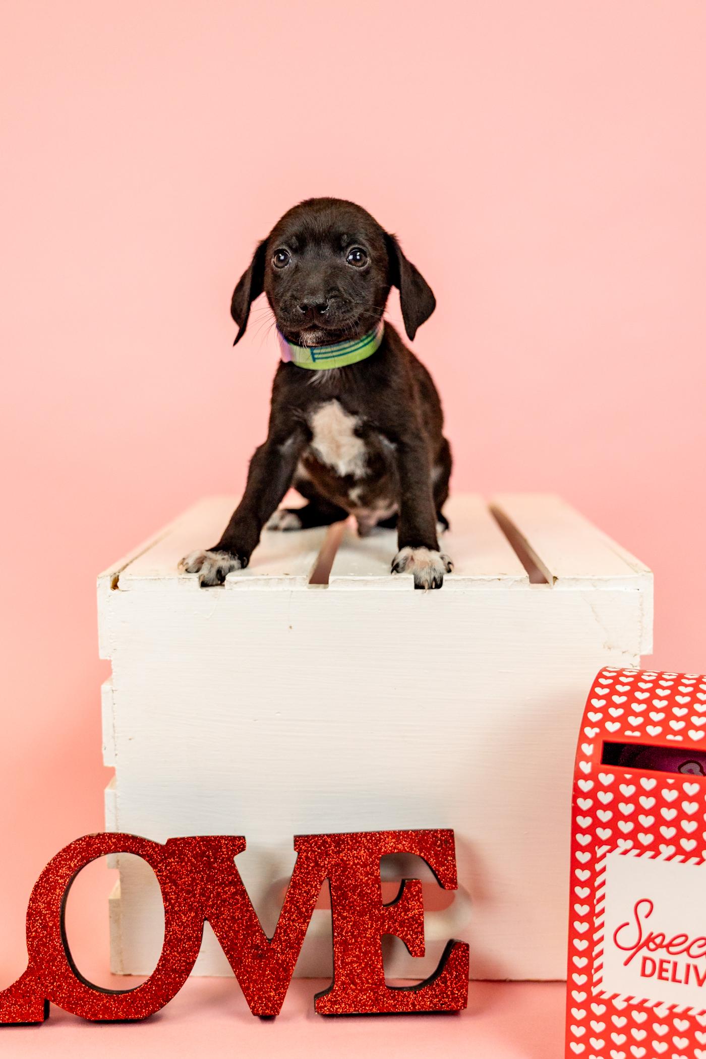 90-26, ADOPTABLE, Young Male Pit Bull Terrier.