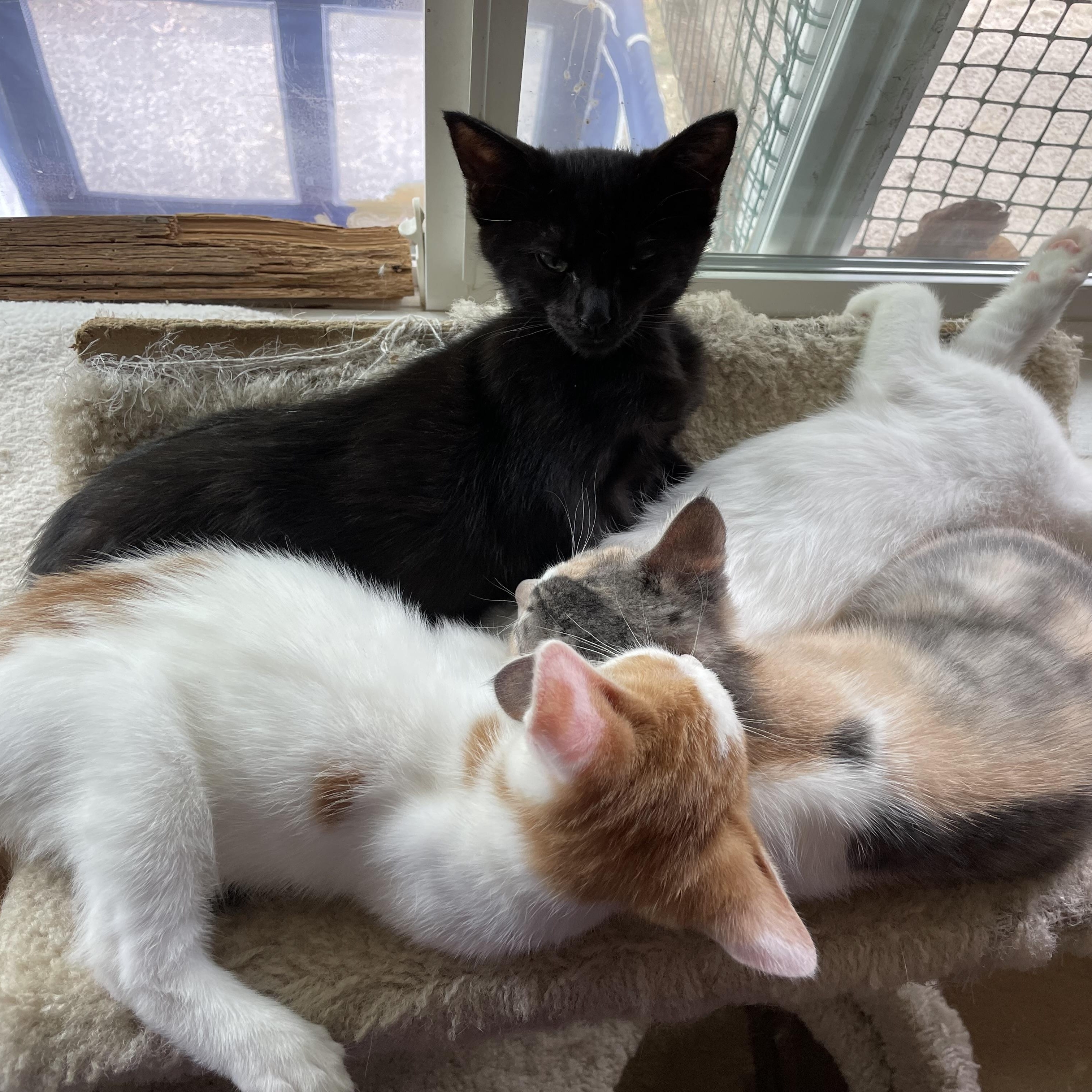 Enlarge Edna, an adopted Domestic Short Hair in Renton , WA image 4/4