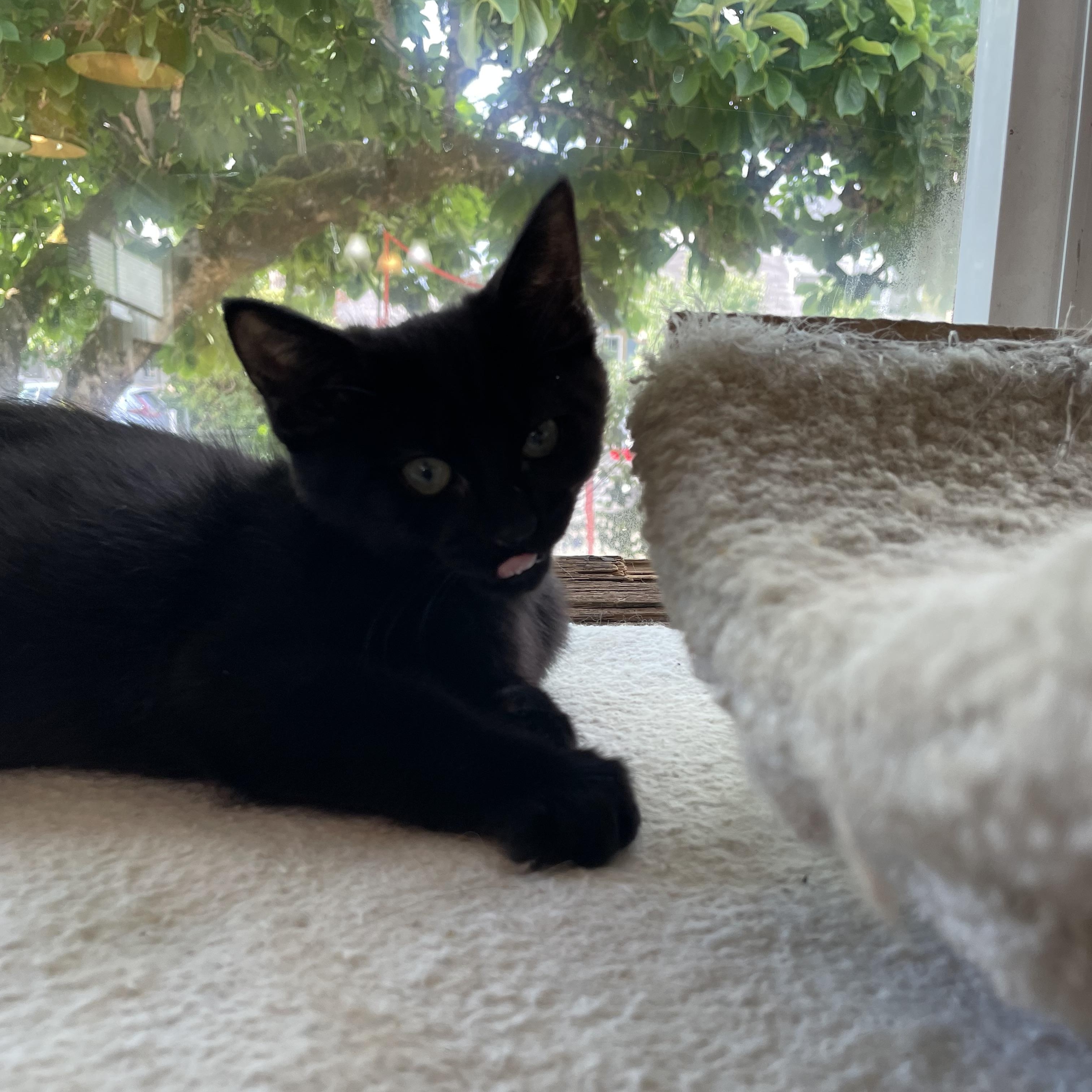 Enlarge Edna, an adopted Domestic Short Hair in Renton , WA image 3/4