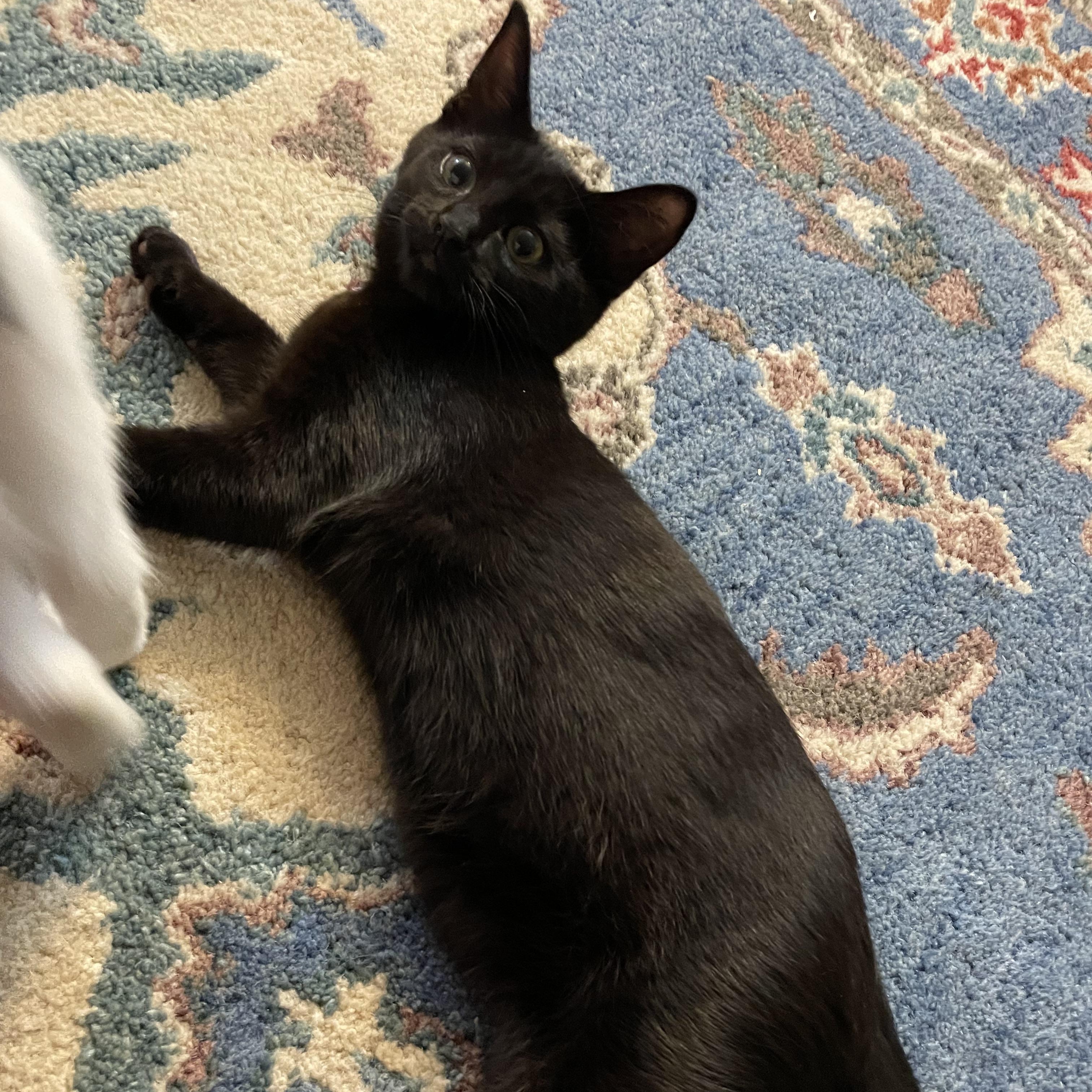Enlarge Edna, an adopted Domestic Short Hair in Renton , WA image 2/4