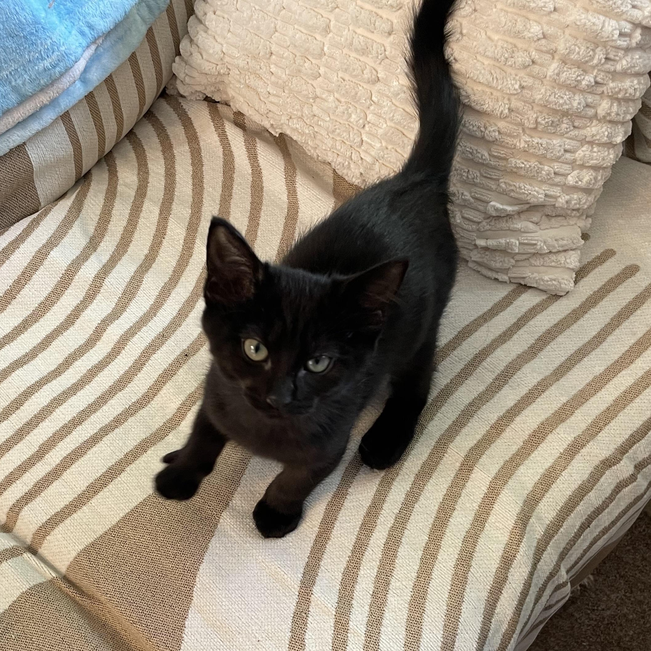 Edna, adopted, Kitten Female Domestic Short Hair.