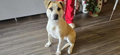 Mollie, Adoptable, Puppy Female Mixed Breed & Mixed Breed.