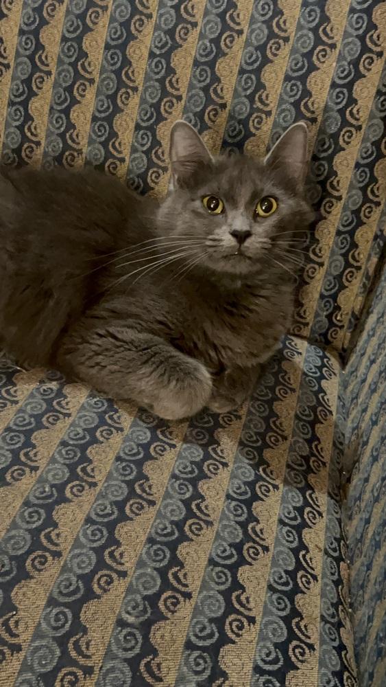 Miss Stein, Adoptable, Young Female Domestic Medium Hair.