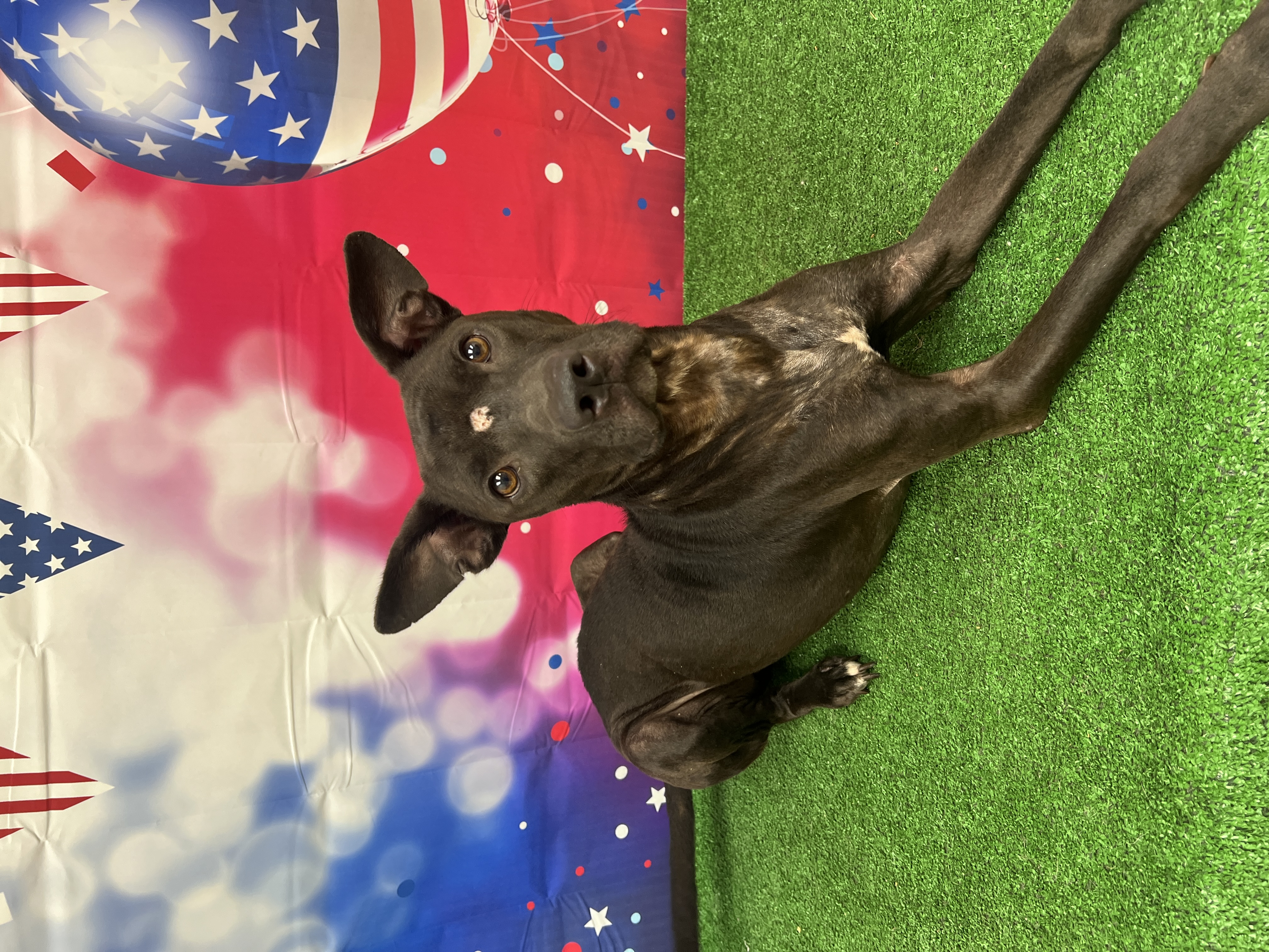 Dog for adoption Taylor, a Pit Bull Terrier & Black Labrador