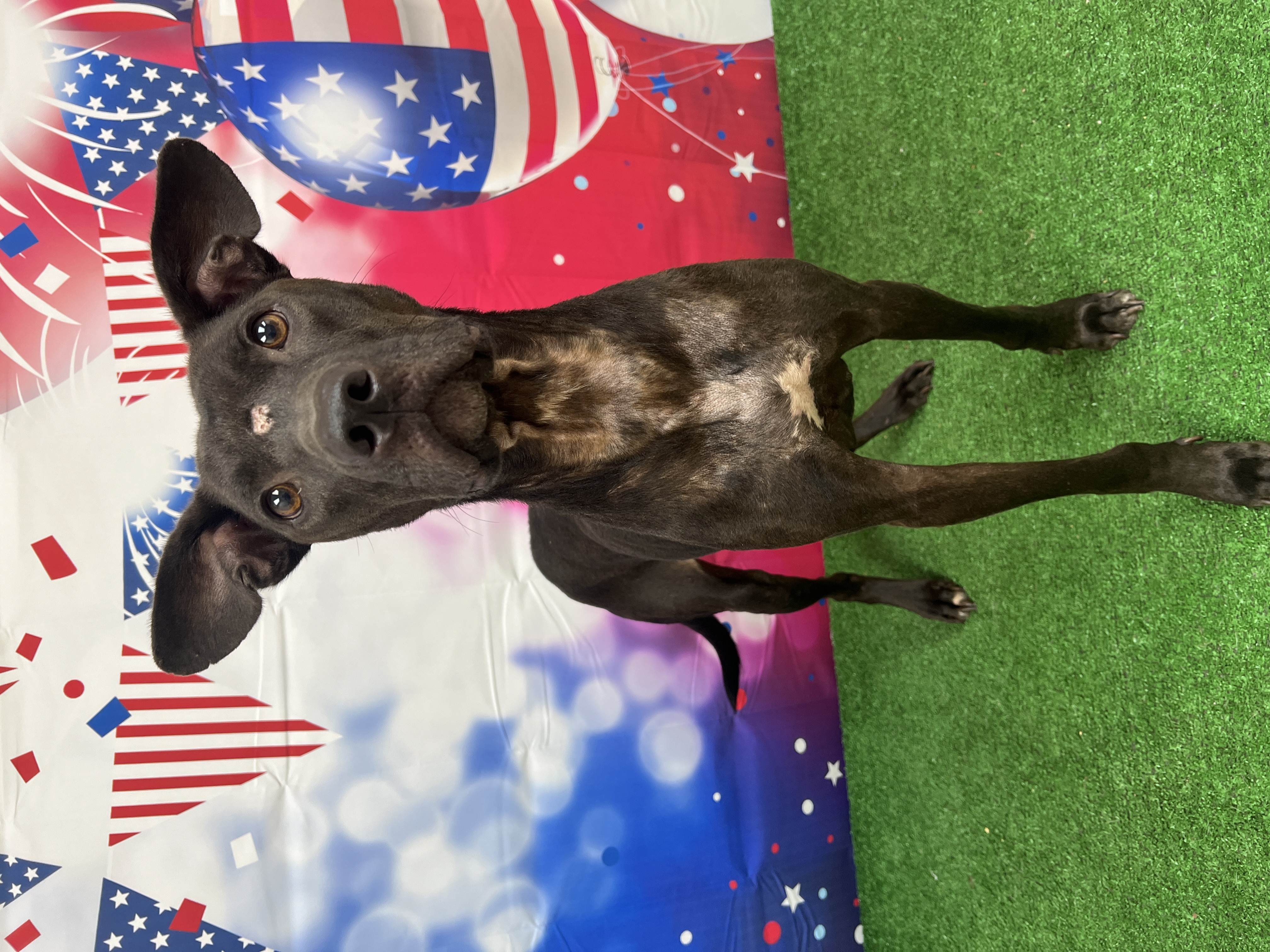 Dog for adoption Taylor, a Pit Bull Terrier & Black Labrador