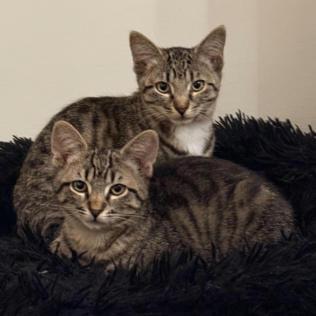 Simon — thumbnail 3