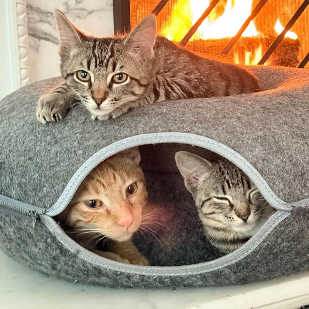 Simon — thumbnail 5