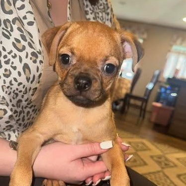 Jessie, a Adoptable mixed breed in Baltimore, MD image 3/4