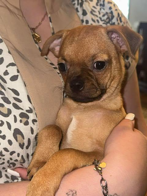 Jessie, a Adoptable mixed breed in Baltimore, MD image 2/4