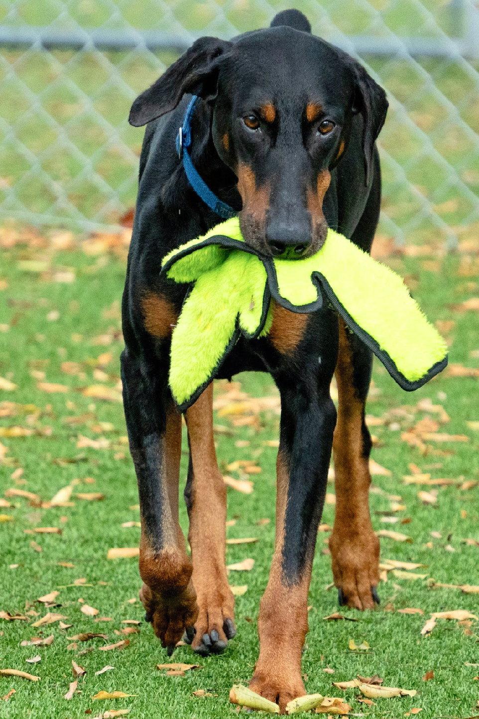 Enlarge Apollo 3512, a Adopted Doberman Pinscher in Oakland Park, FL image 1/3